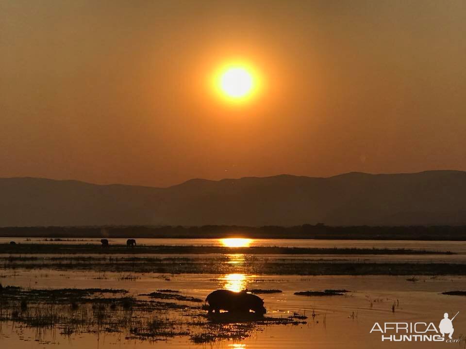 Hippo in the sunset of Zimbabwe