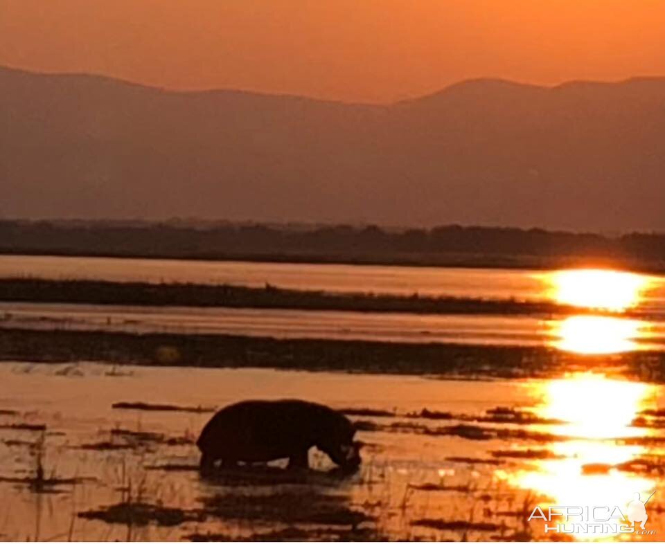 Hippo in the sunset of Zimbabwe