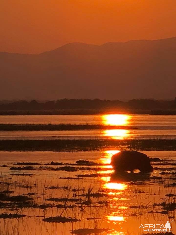 Hippo in the sunset of Zimbabwe