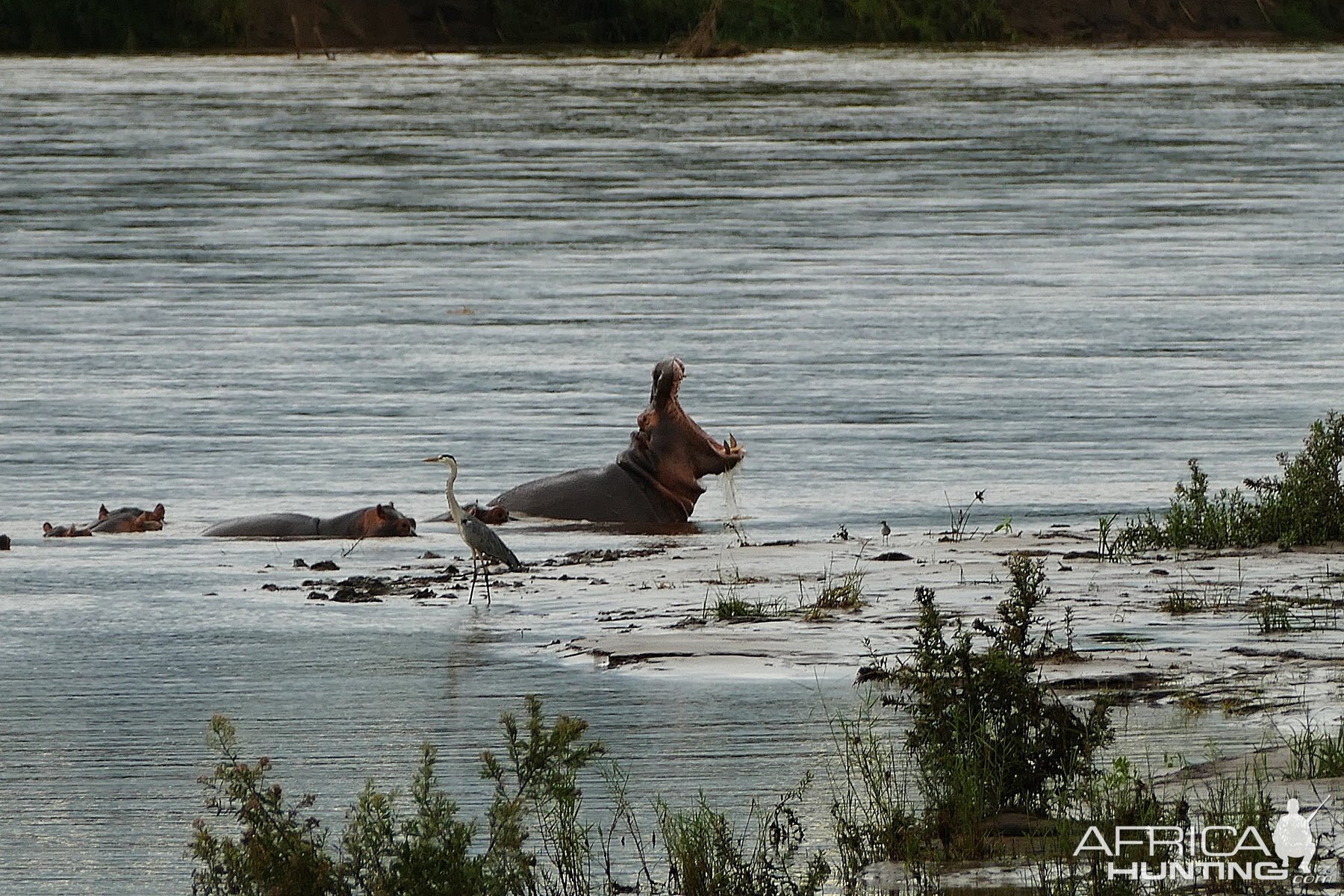 Hippo in Zambia