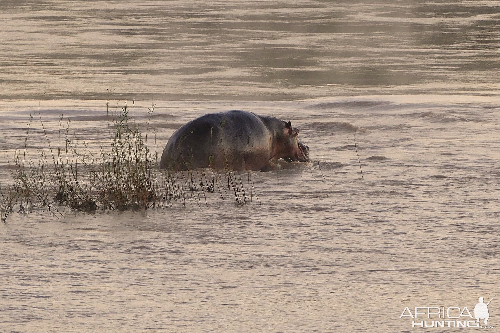 Hippo in Zambia