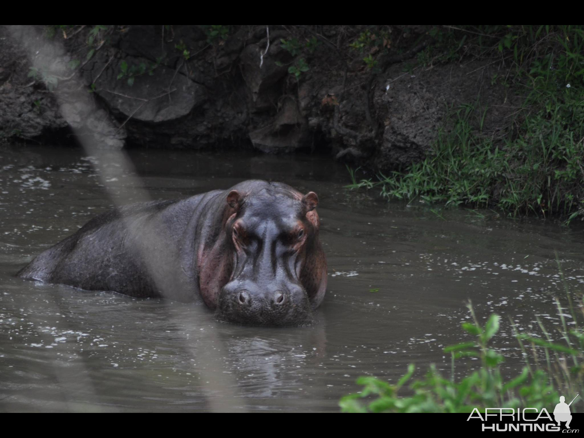 Hippo Kenya