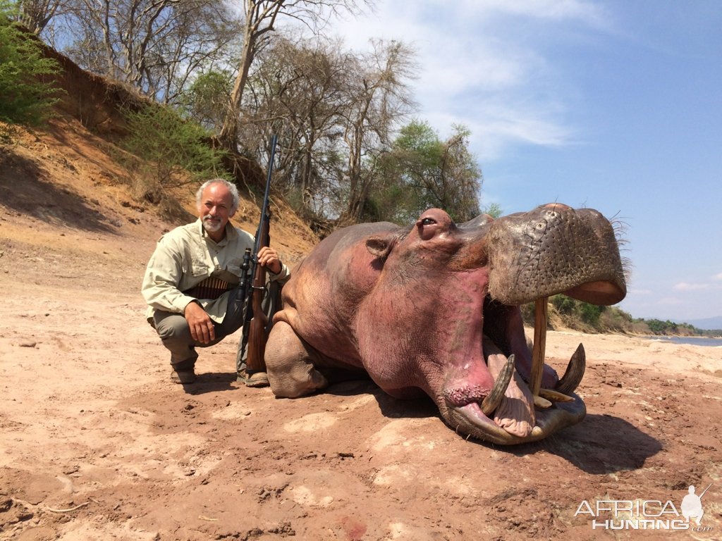 Hippo - Luangwa River