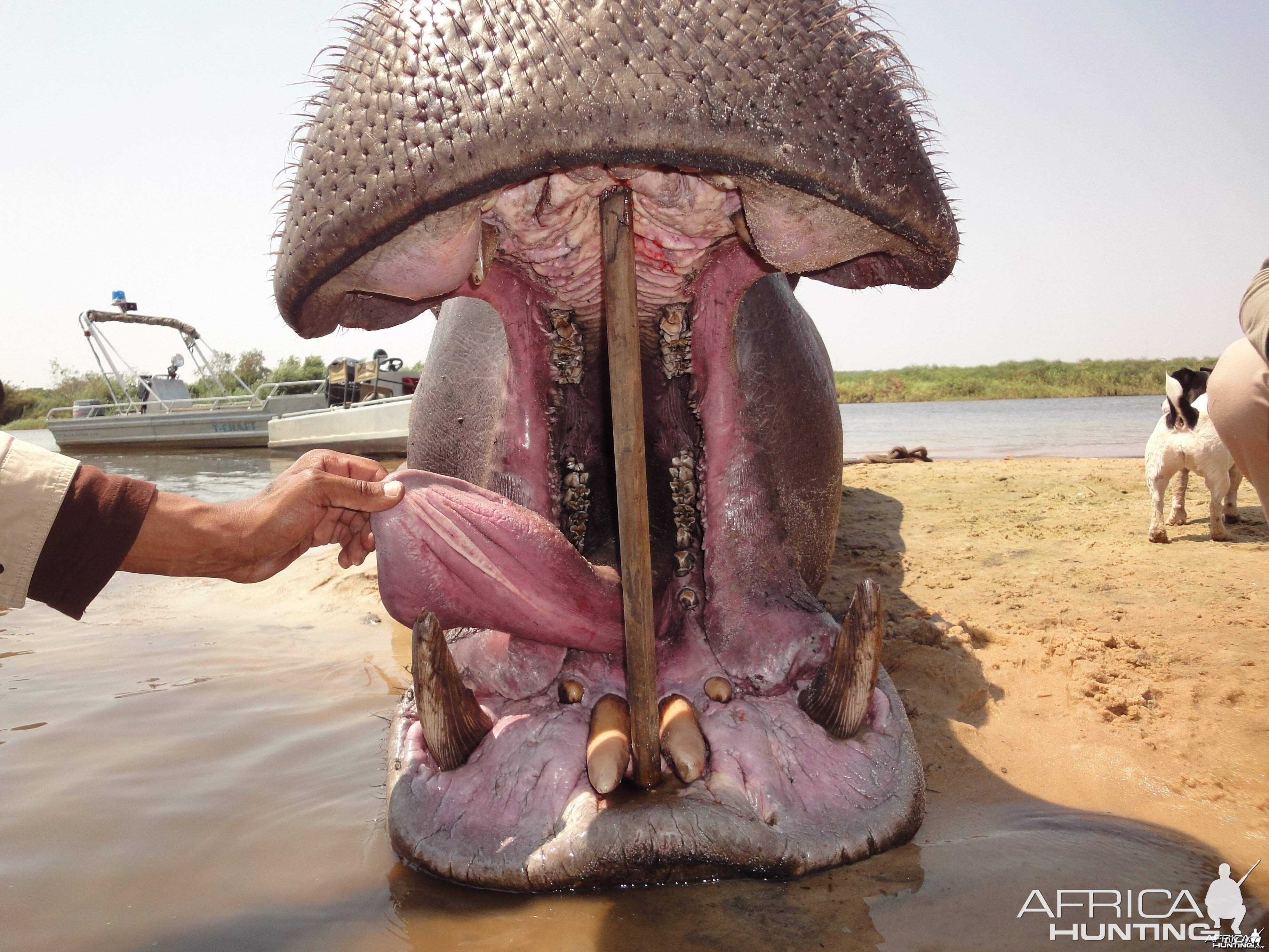 Hippo Mouth