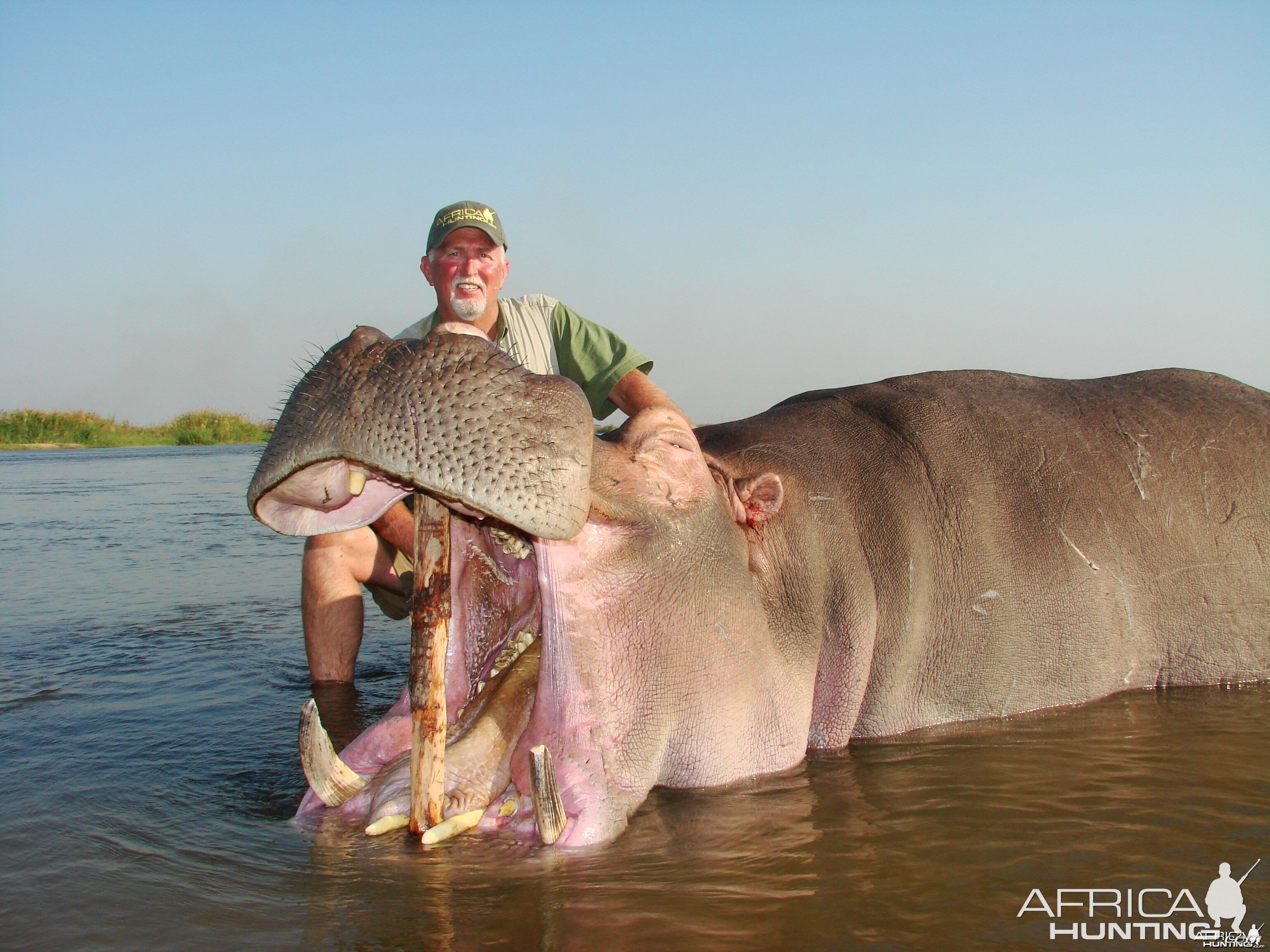 Hippo Mozambique