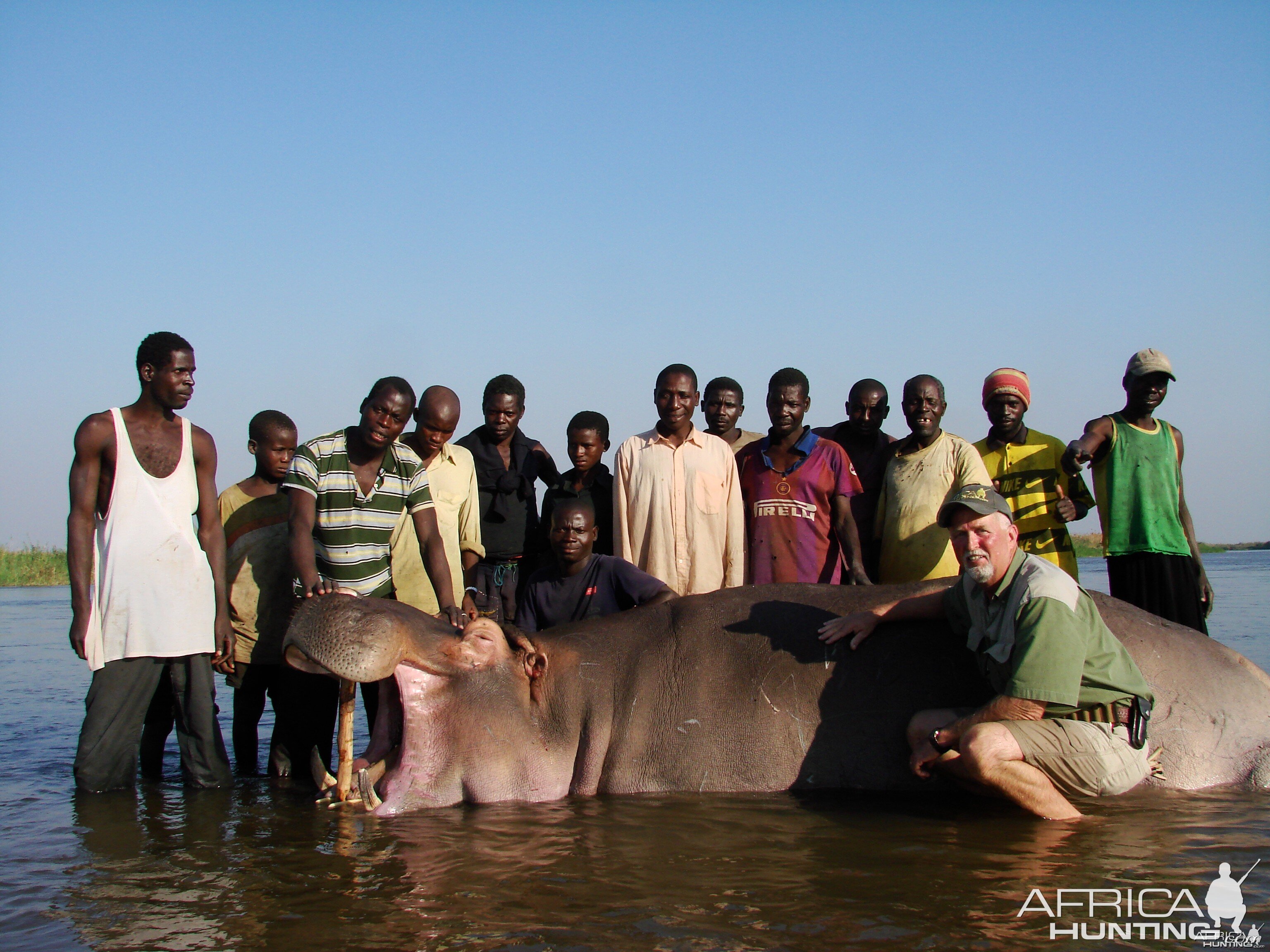 Hippo Mozambique