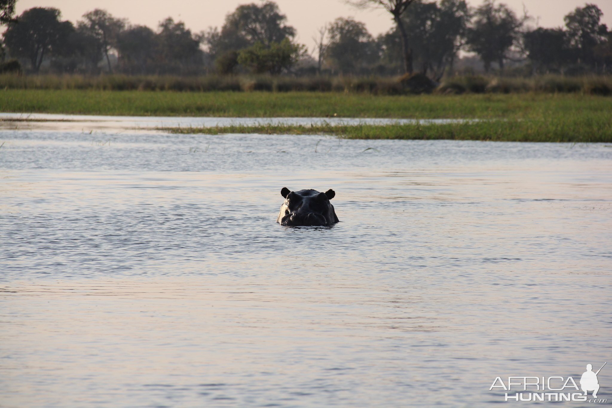 Hippo on Botswana Tour