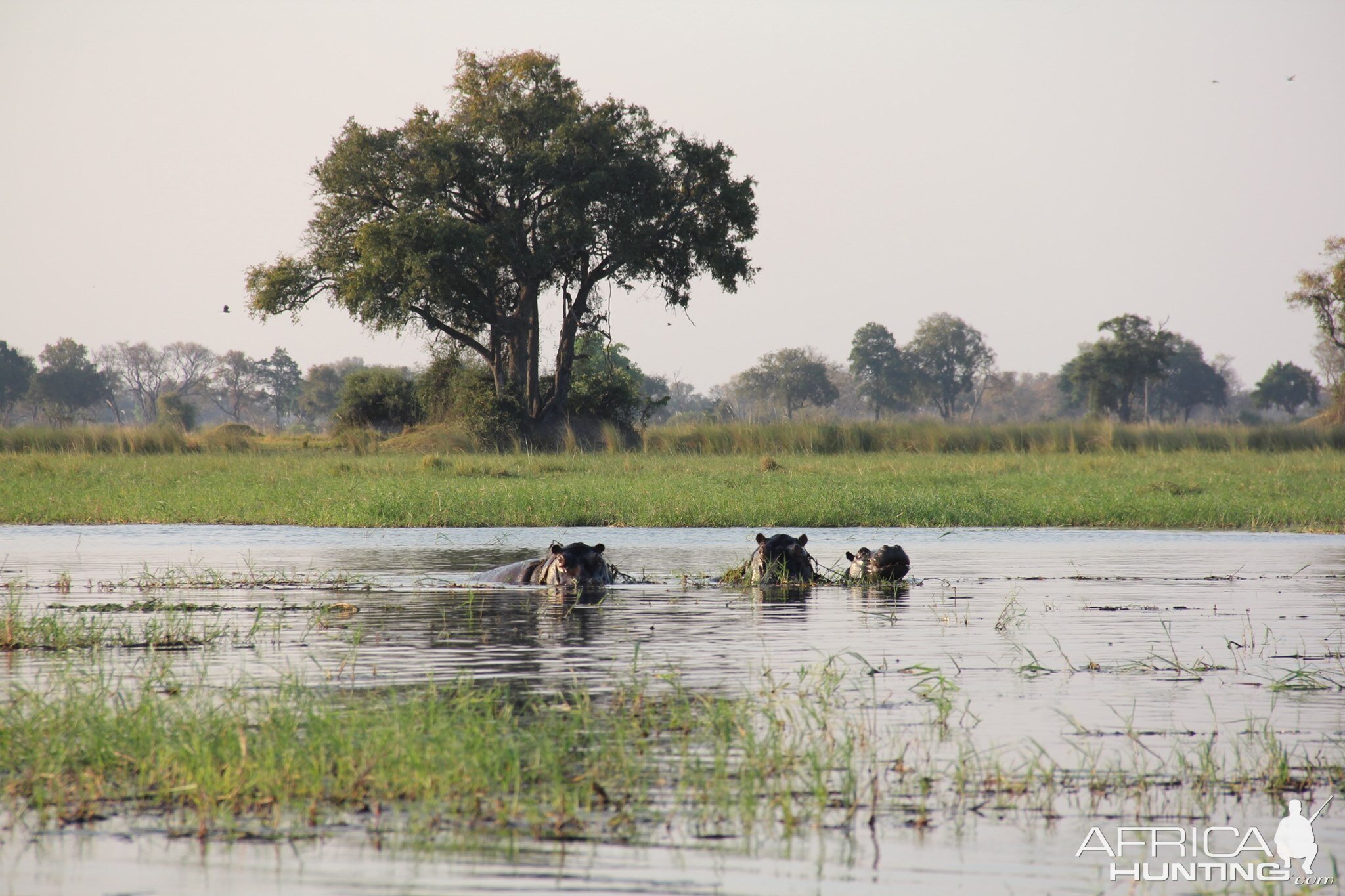 Hippo on Botswana Tour