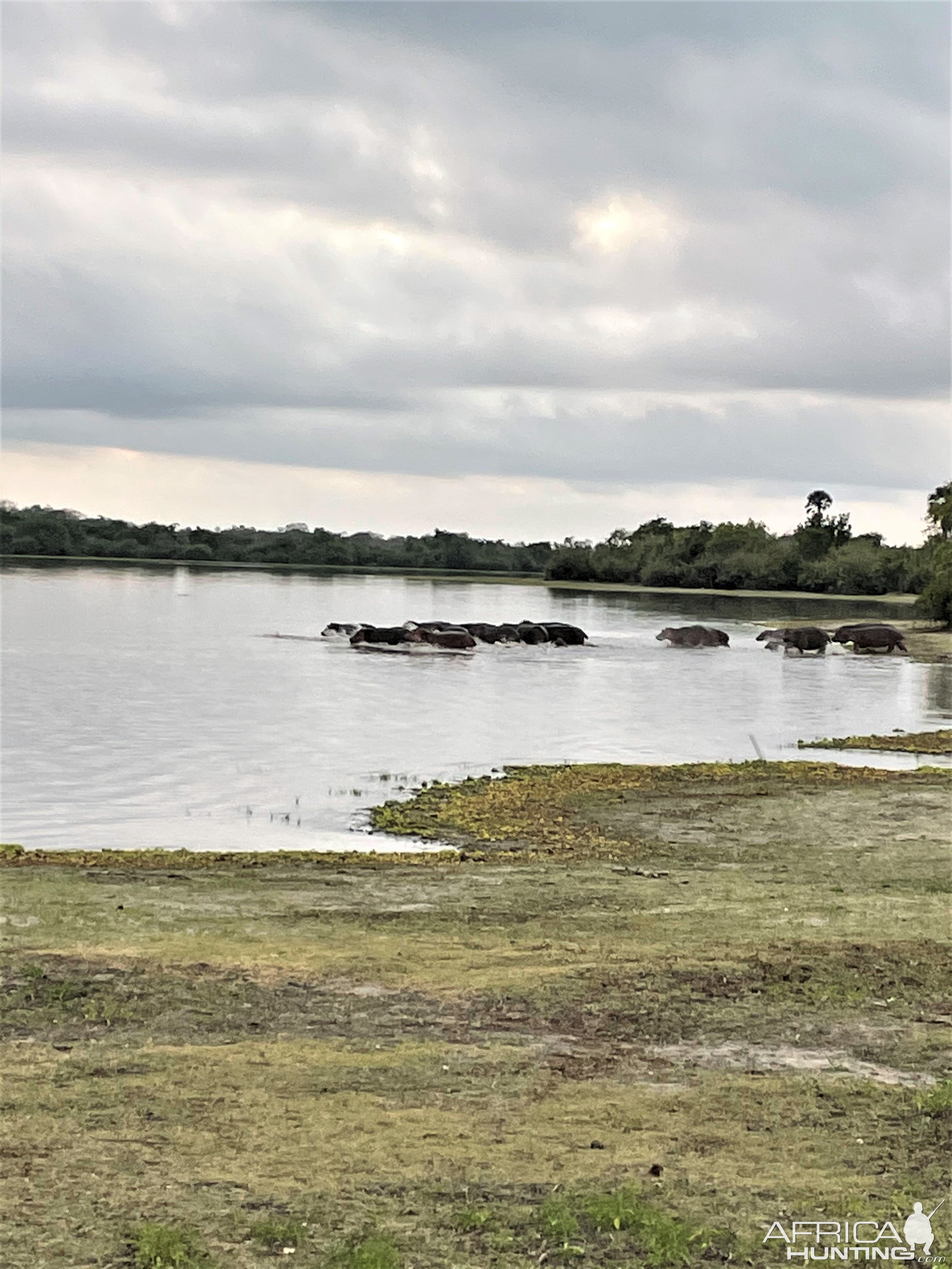 Hippo Selous Game Reserve Tanzania