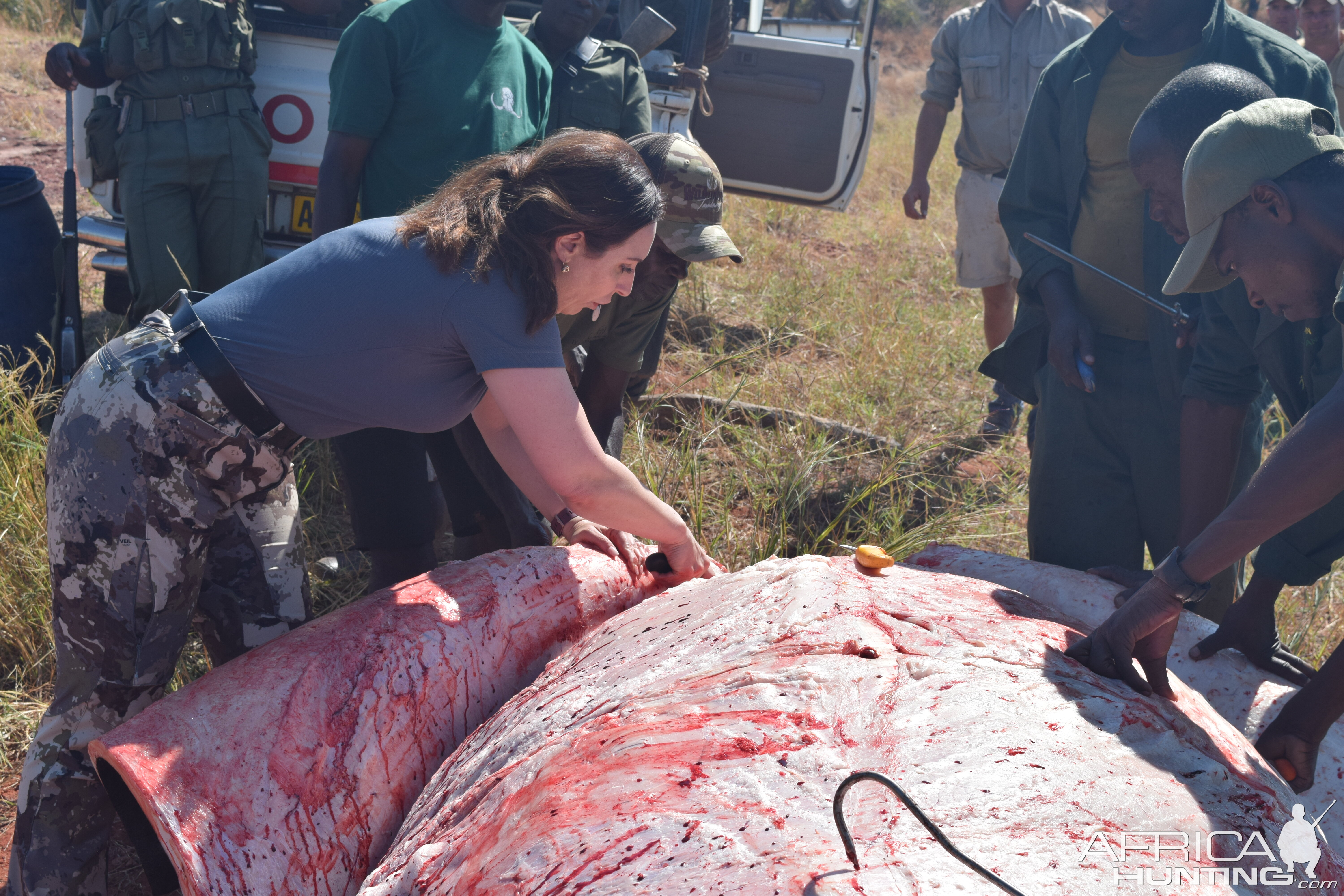 Hippo Skinning Zimbabwe