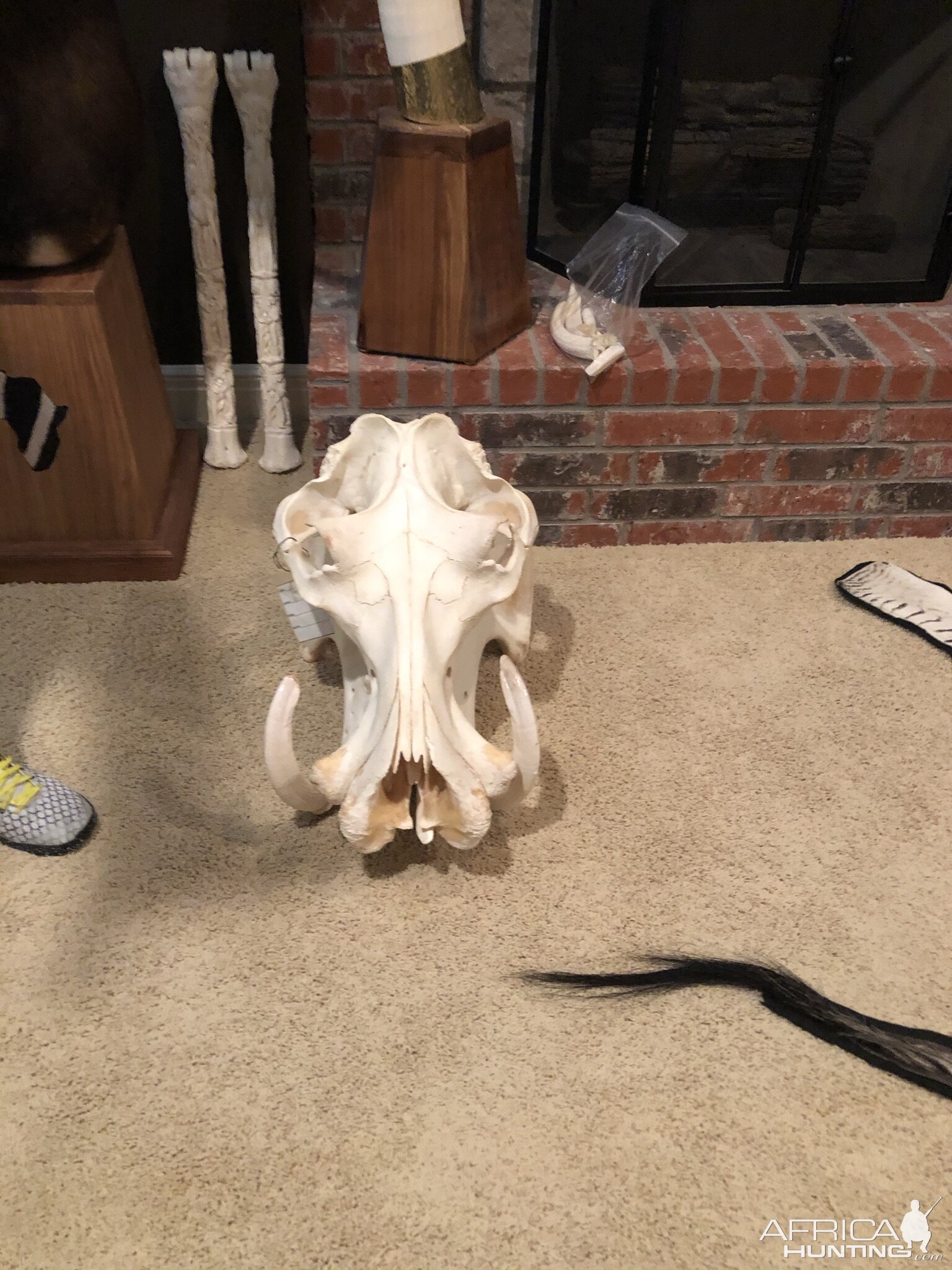 Hippo Skull Mount Taxidermy