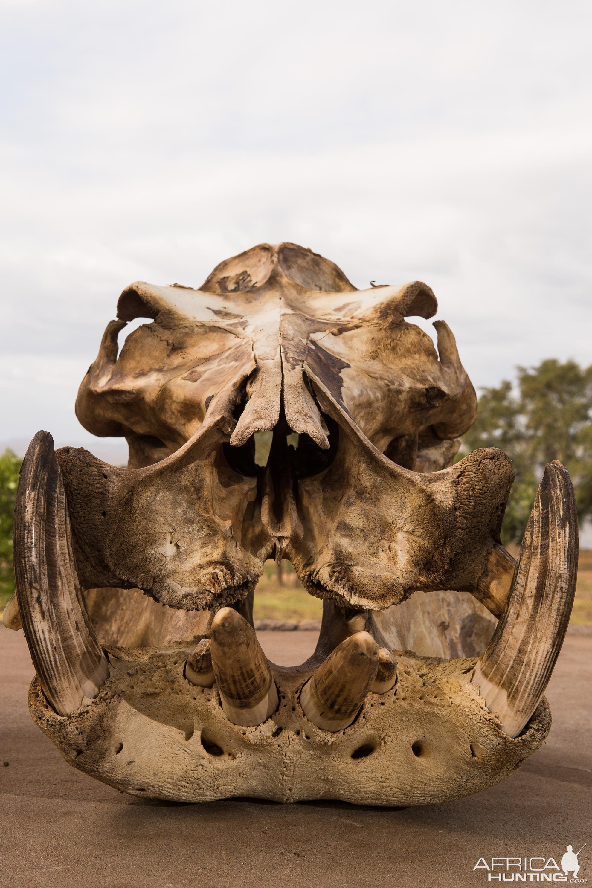 Hippo Skull Mozambique