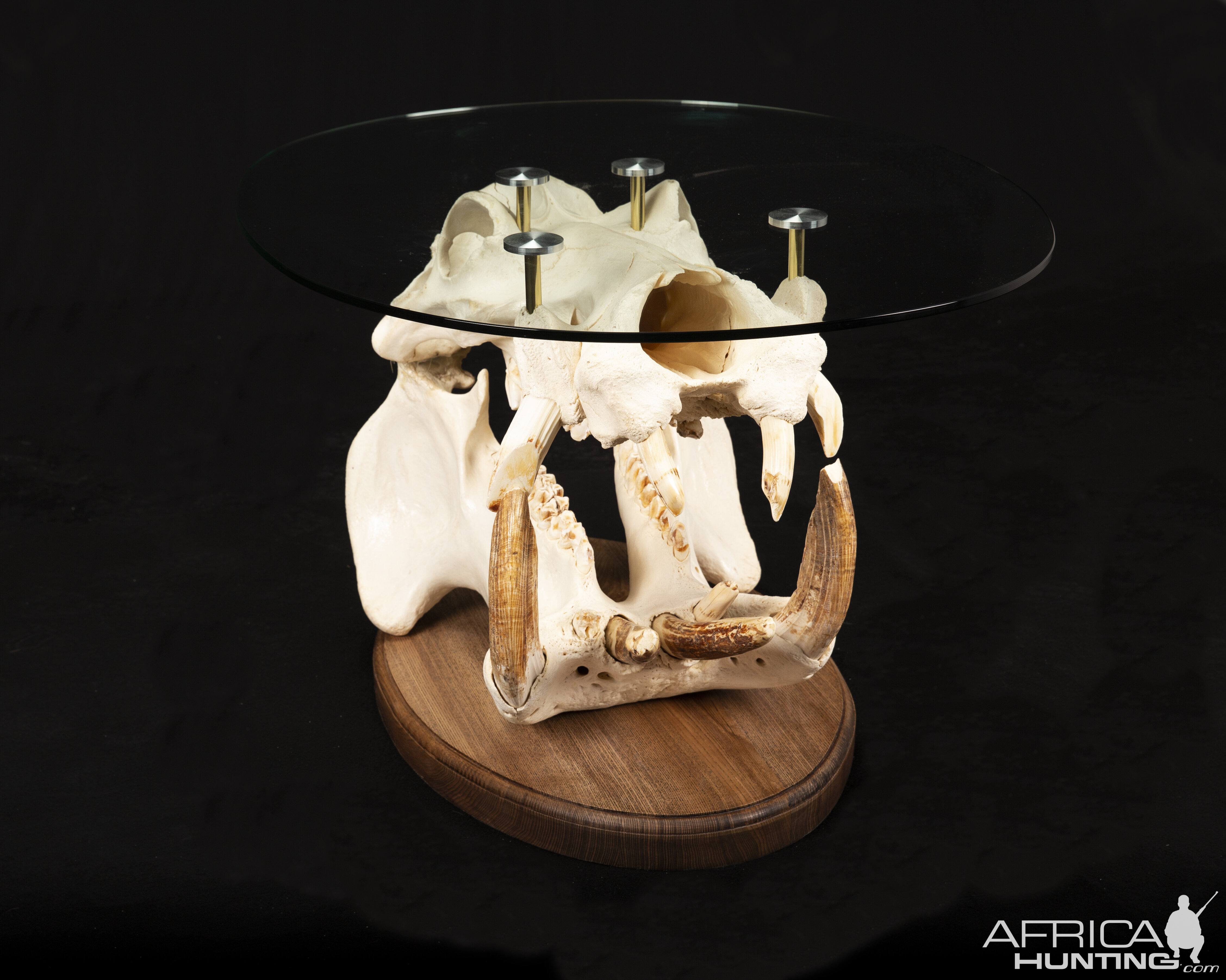 Hippo Skull Table