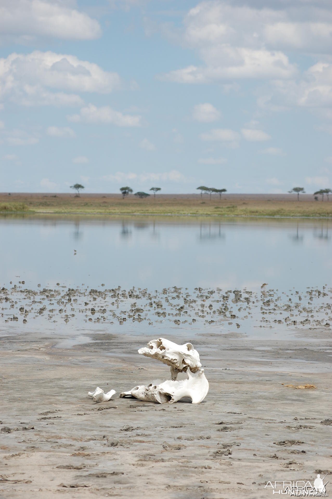 Hippo Skull Tanzania