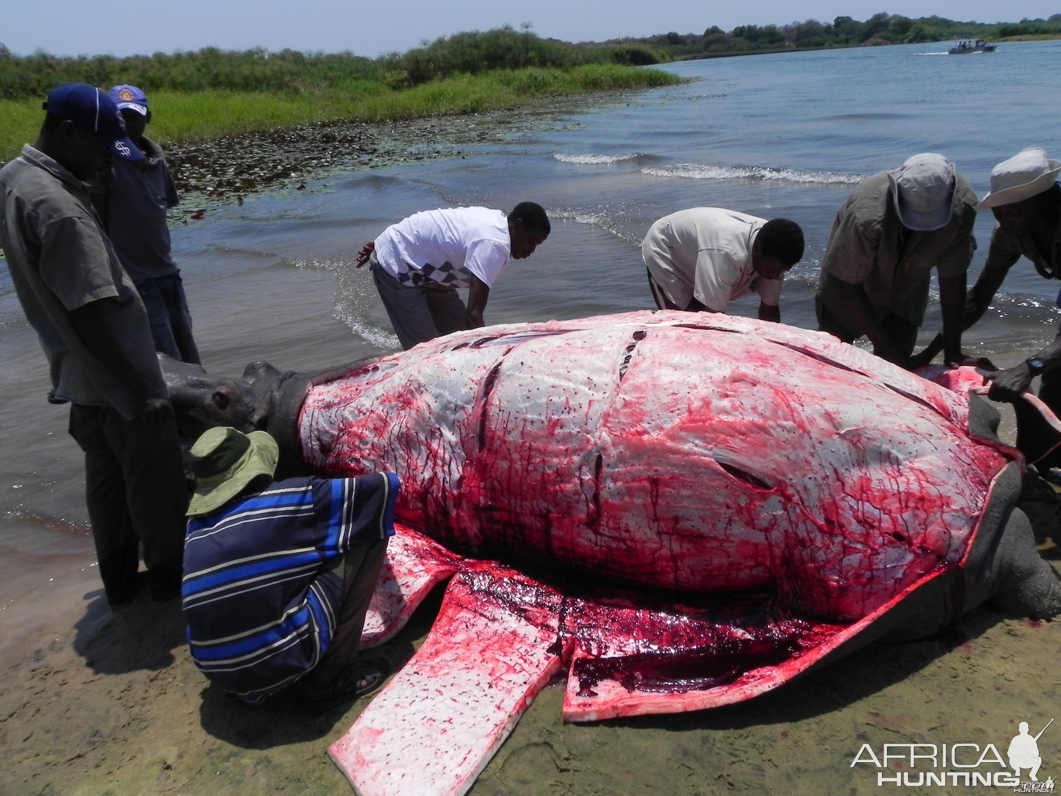 Hippo Slaughtering