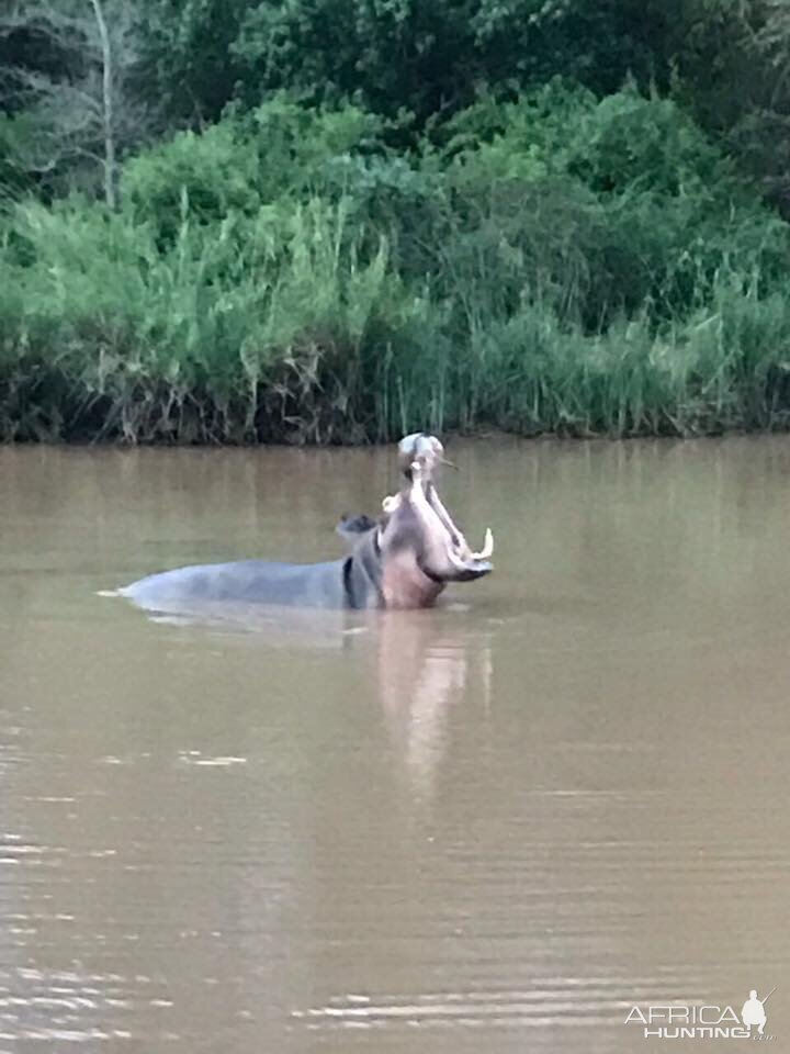 Hippo South Africa