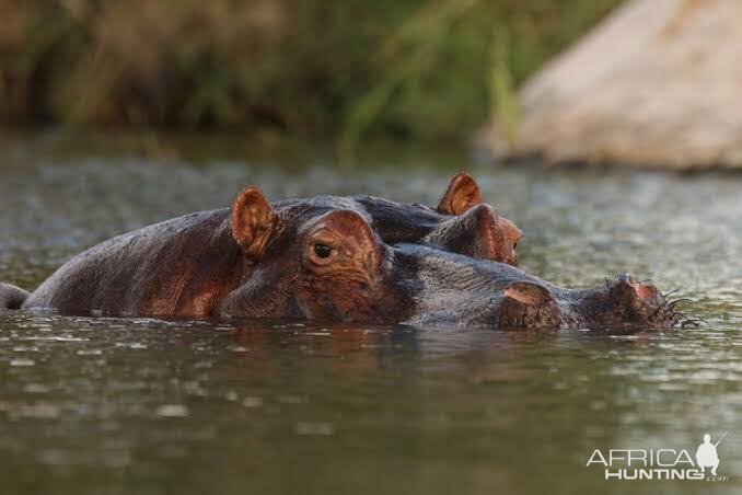 Hippo South Africa