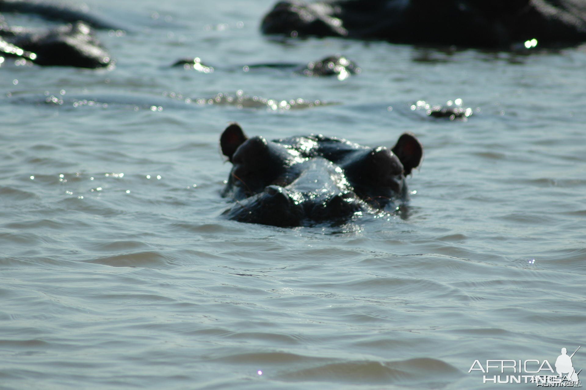 Hippo South Africa