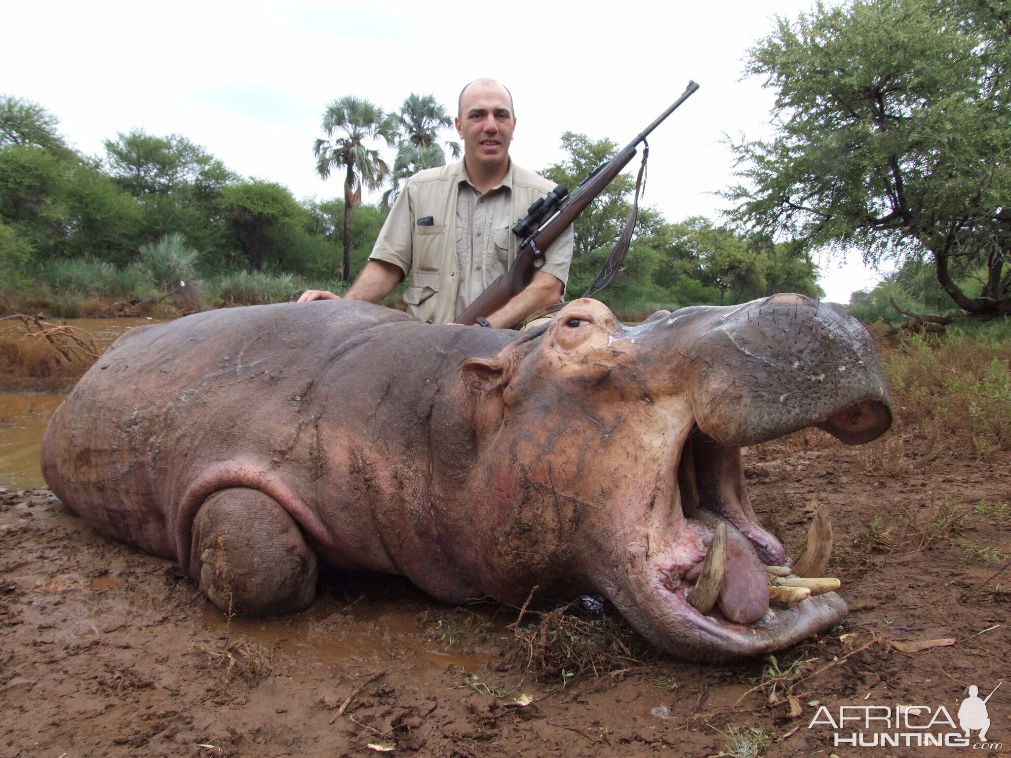 Hippo South Africa