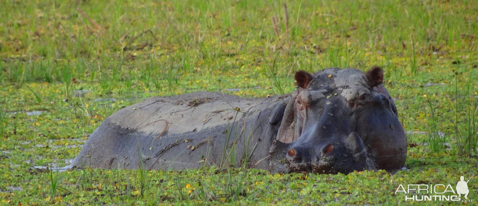 Hippo Tanzania