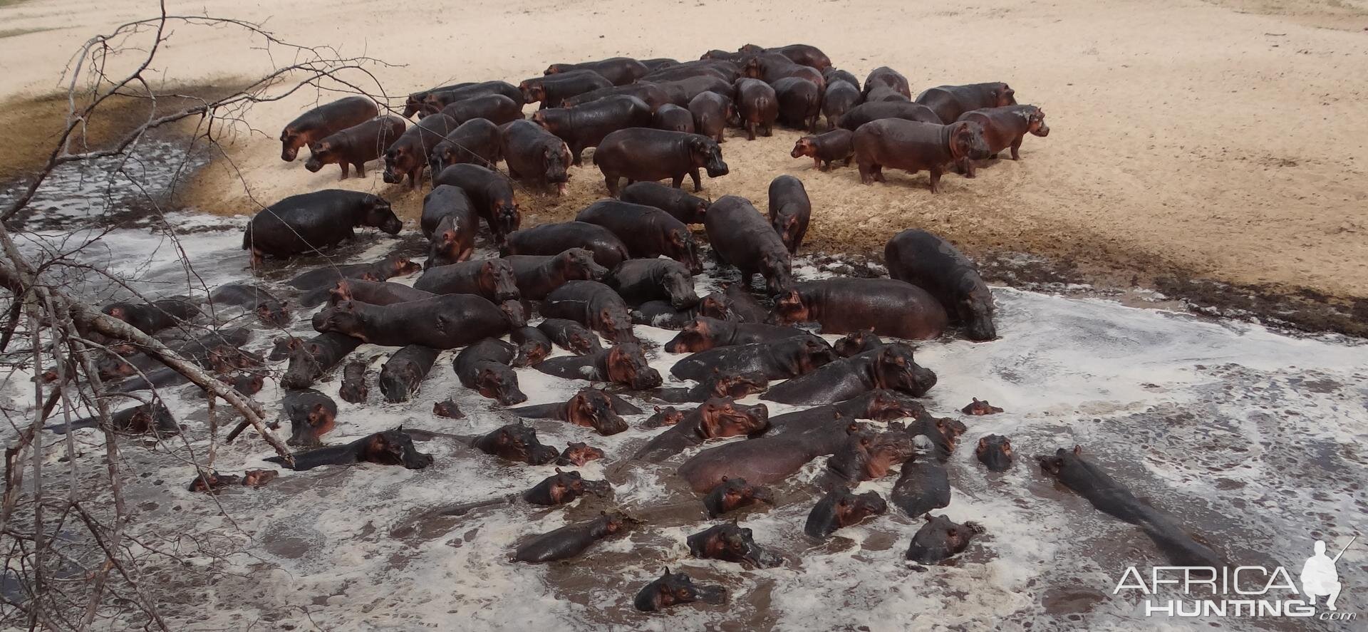 Hippo Tanzania