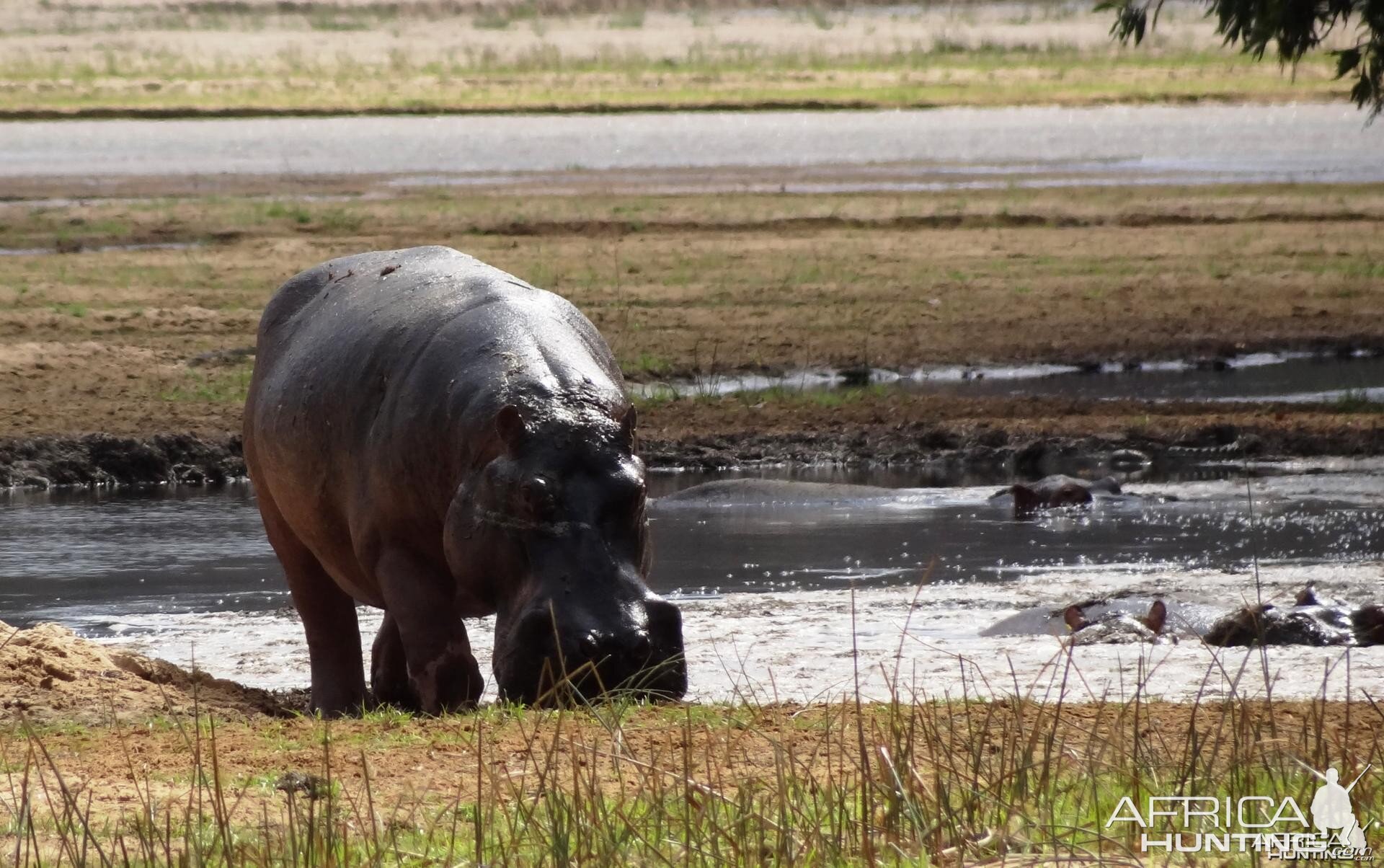 Hippo Tanzania