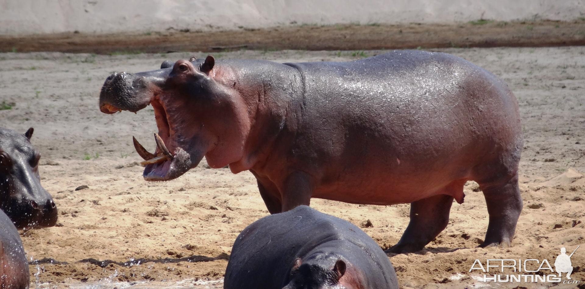 Hippo Tanzania