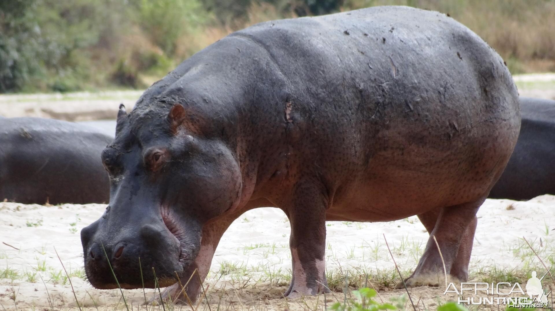 Hippo Tanzania