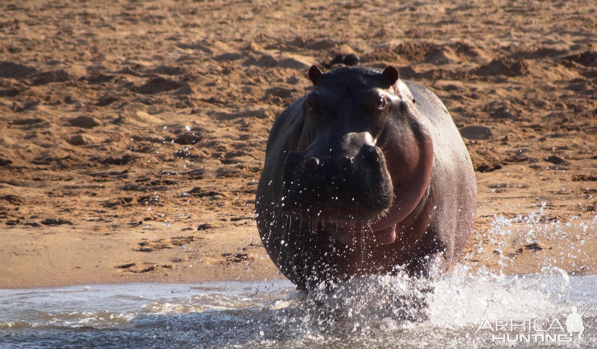 Hippo Tanzania