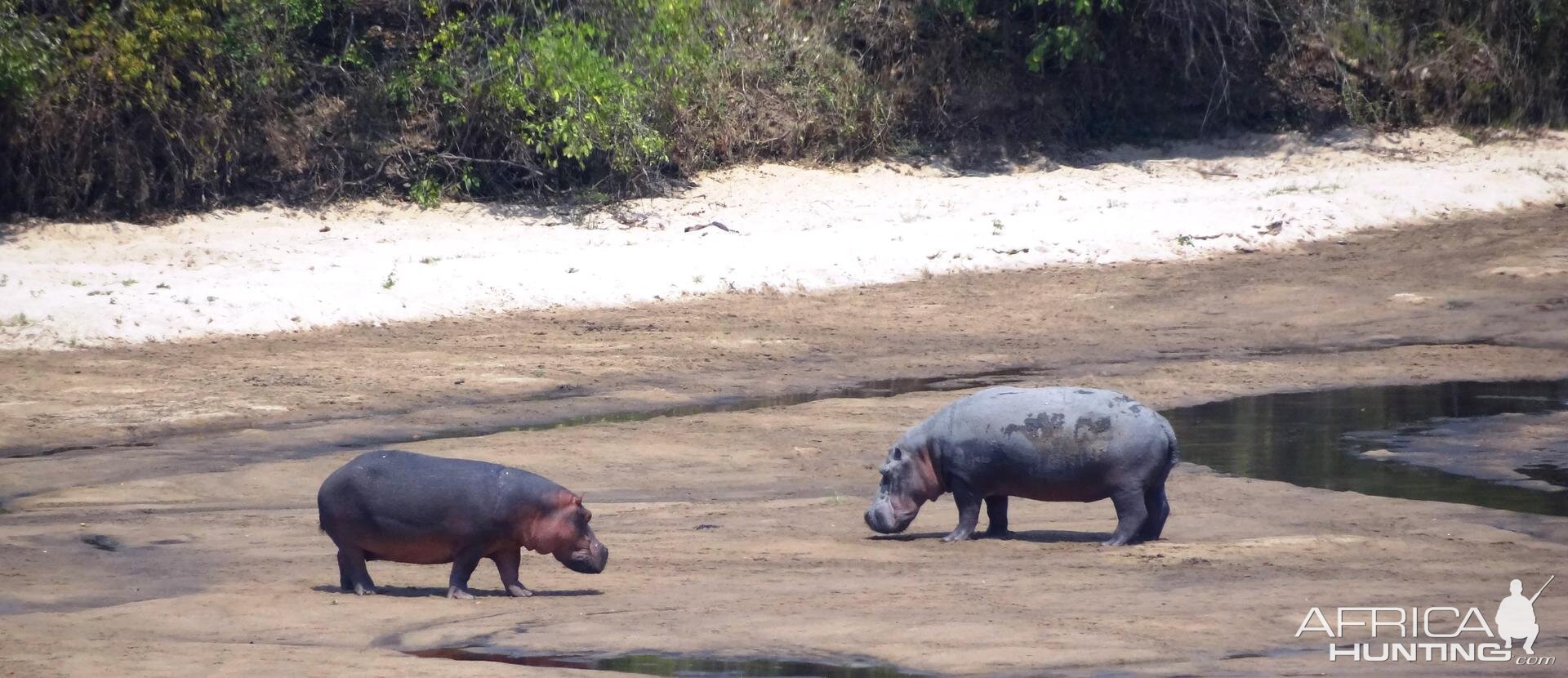 Hippo Tanzania