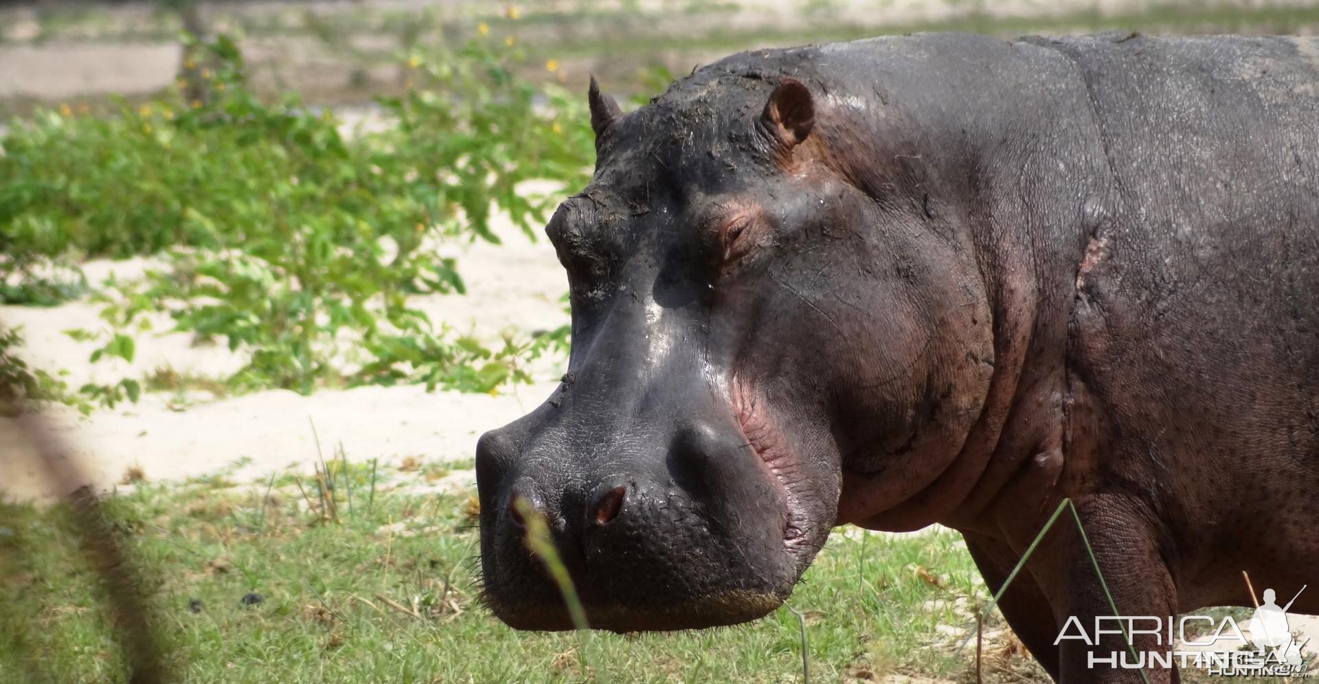 Hippo Tanzania