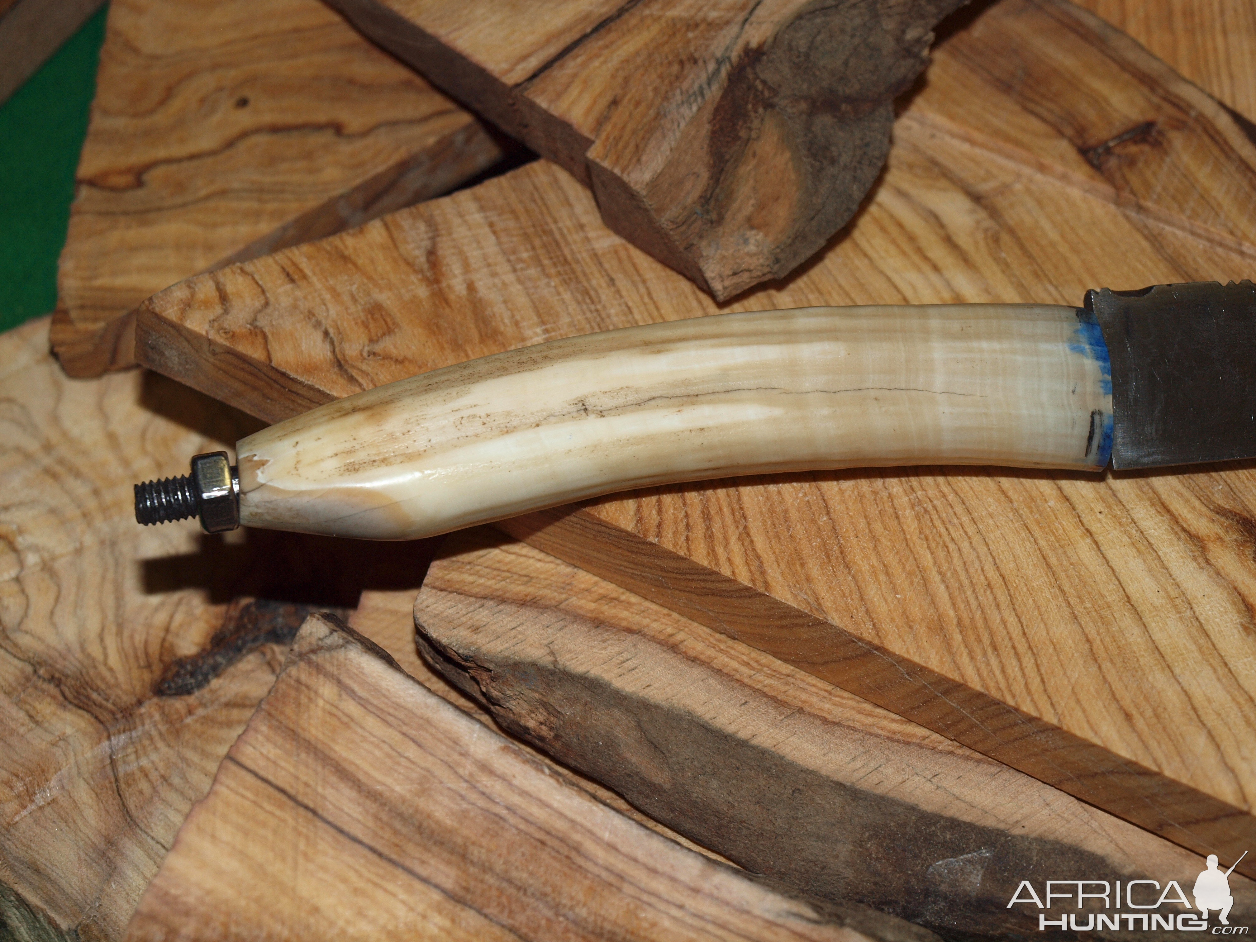 Hippo tooth knife handle