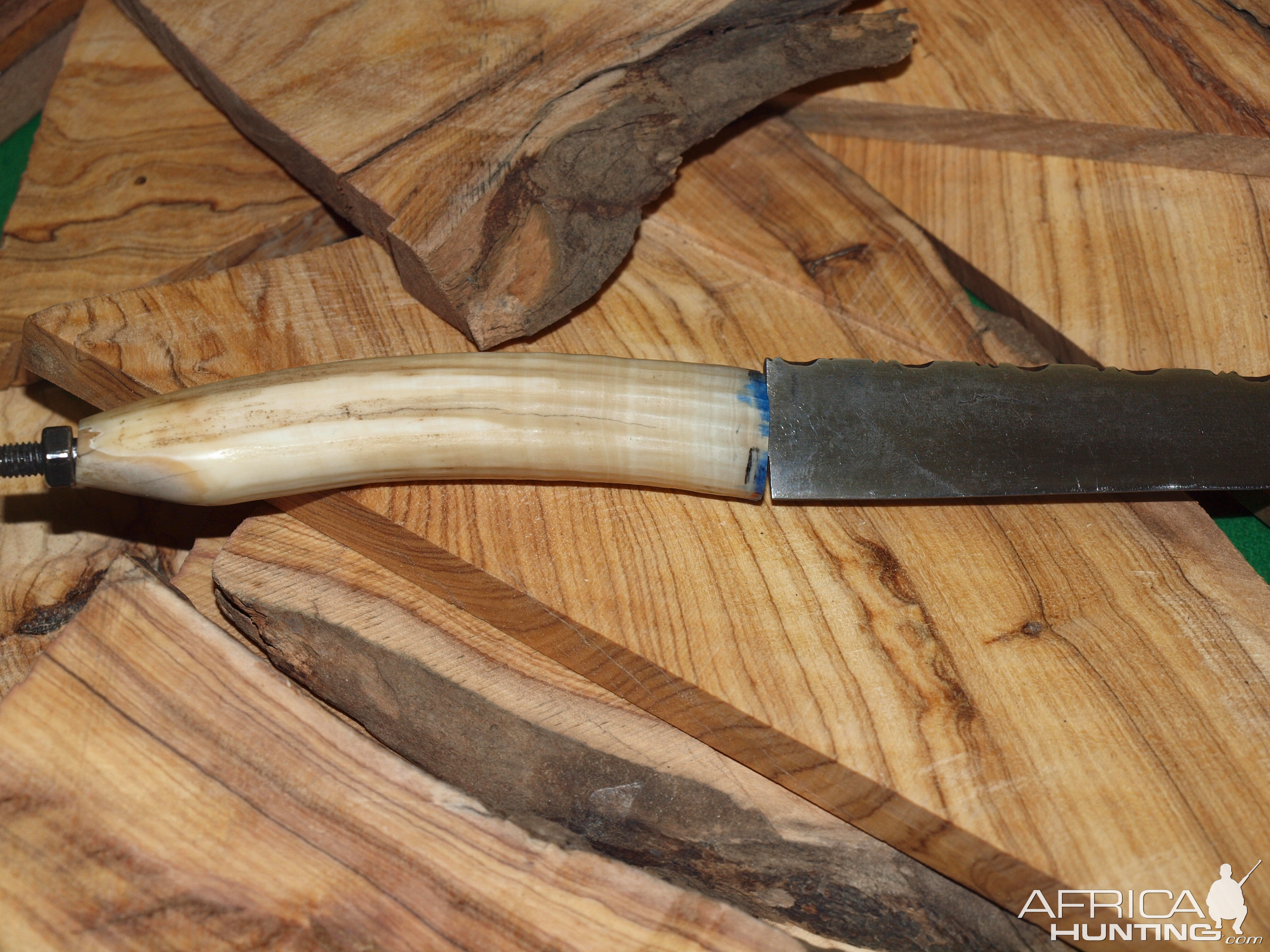 Hippo tooth knife handle