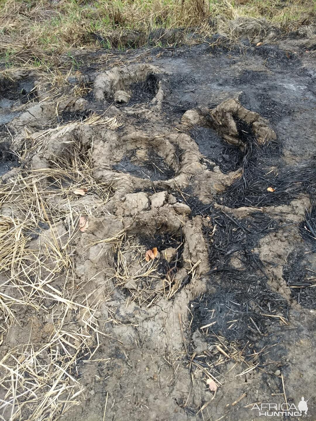 Hippo Tracks Zambia