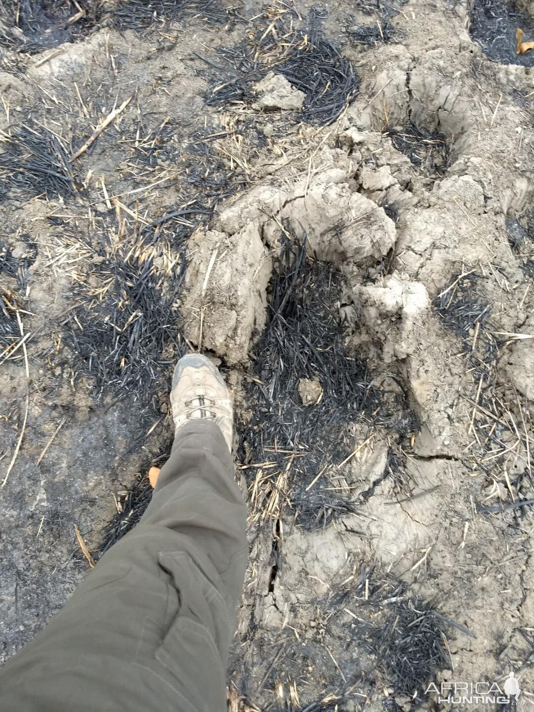 Hippo Tracks Zambia