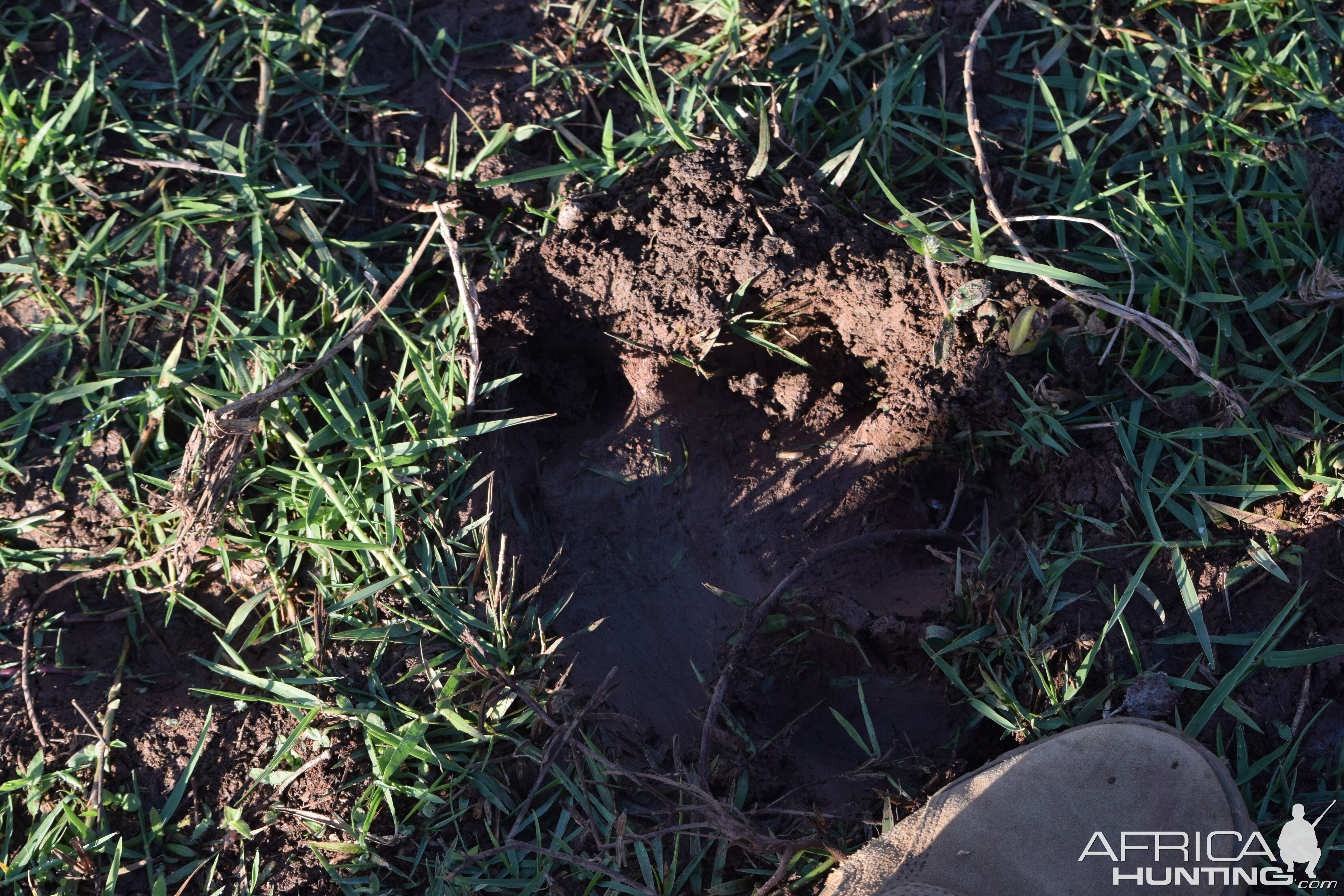 Hippo Tracks Zimbabwe