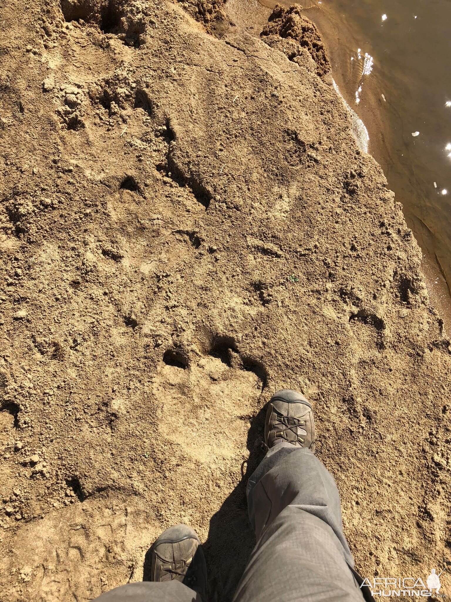 Hippo Tracks Zimbabwe