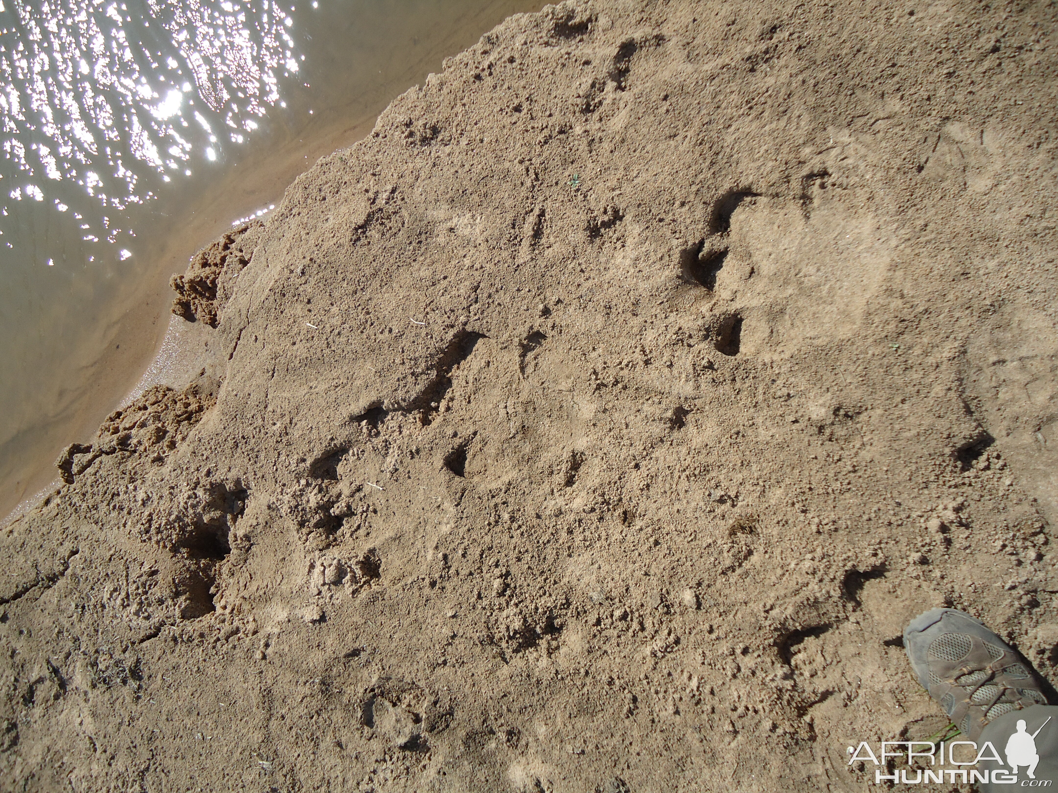 Hippo Tracks