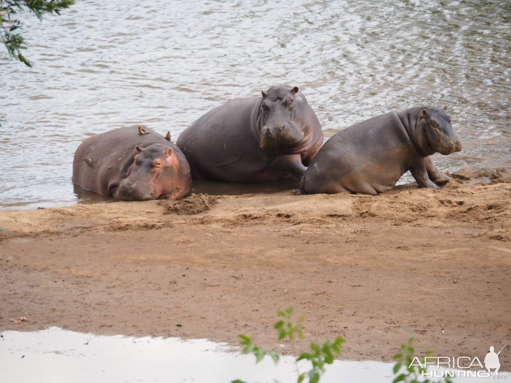 Hippo Wildlife Limpopo South Africa