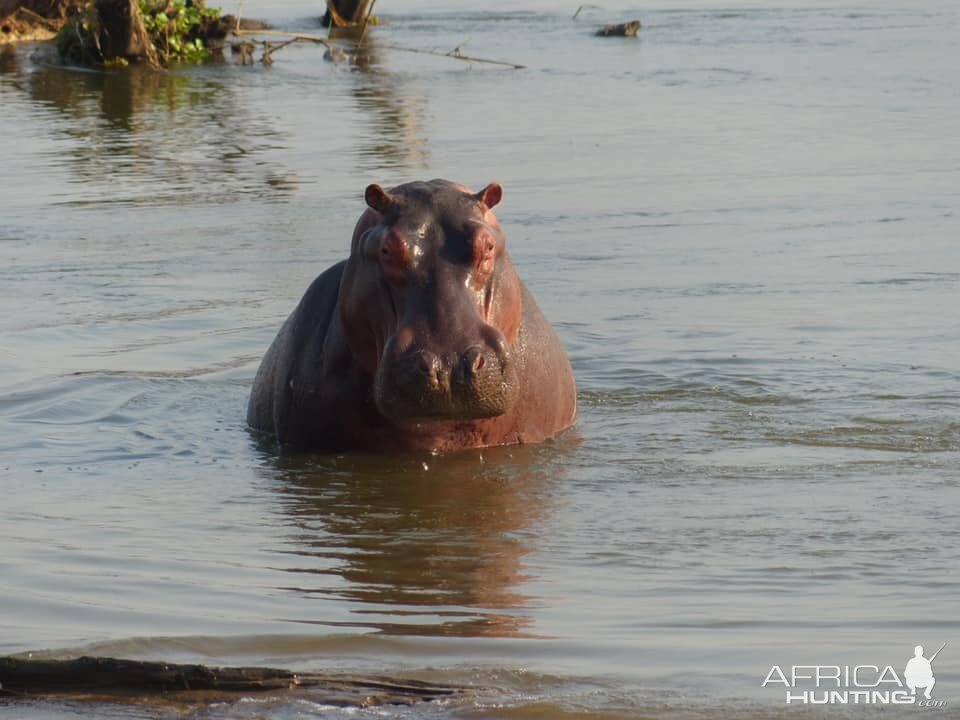 Hippo Zimbabwe