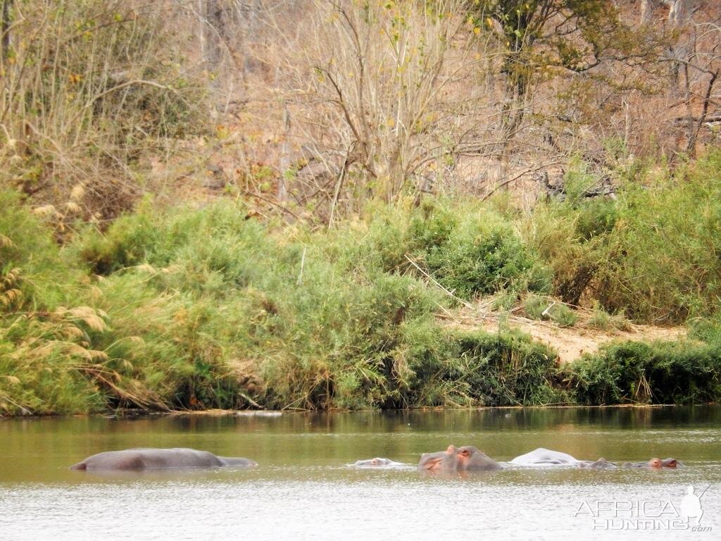 Hippo Zimbabwe