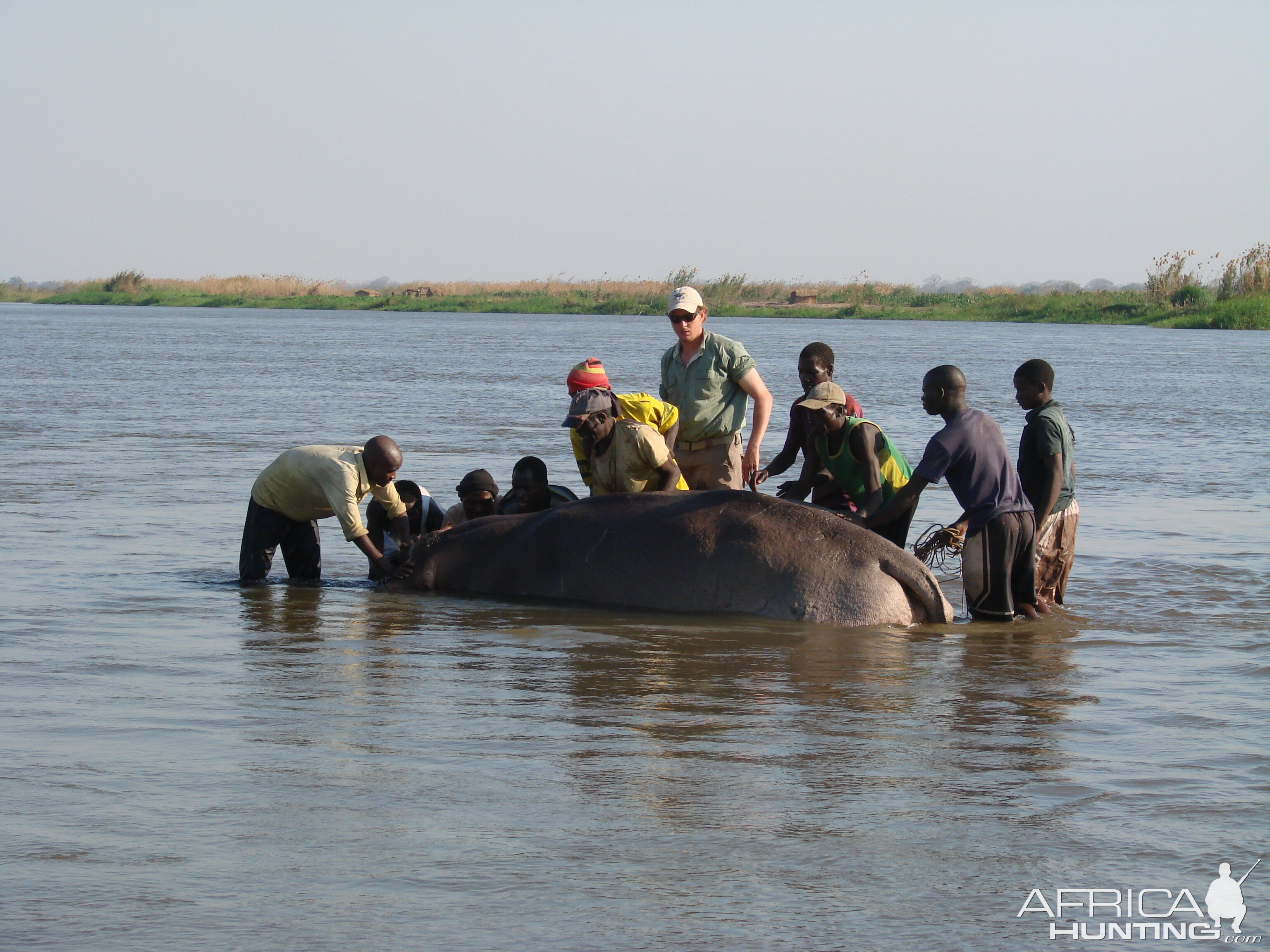 Hippo