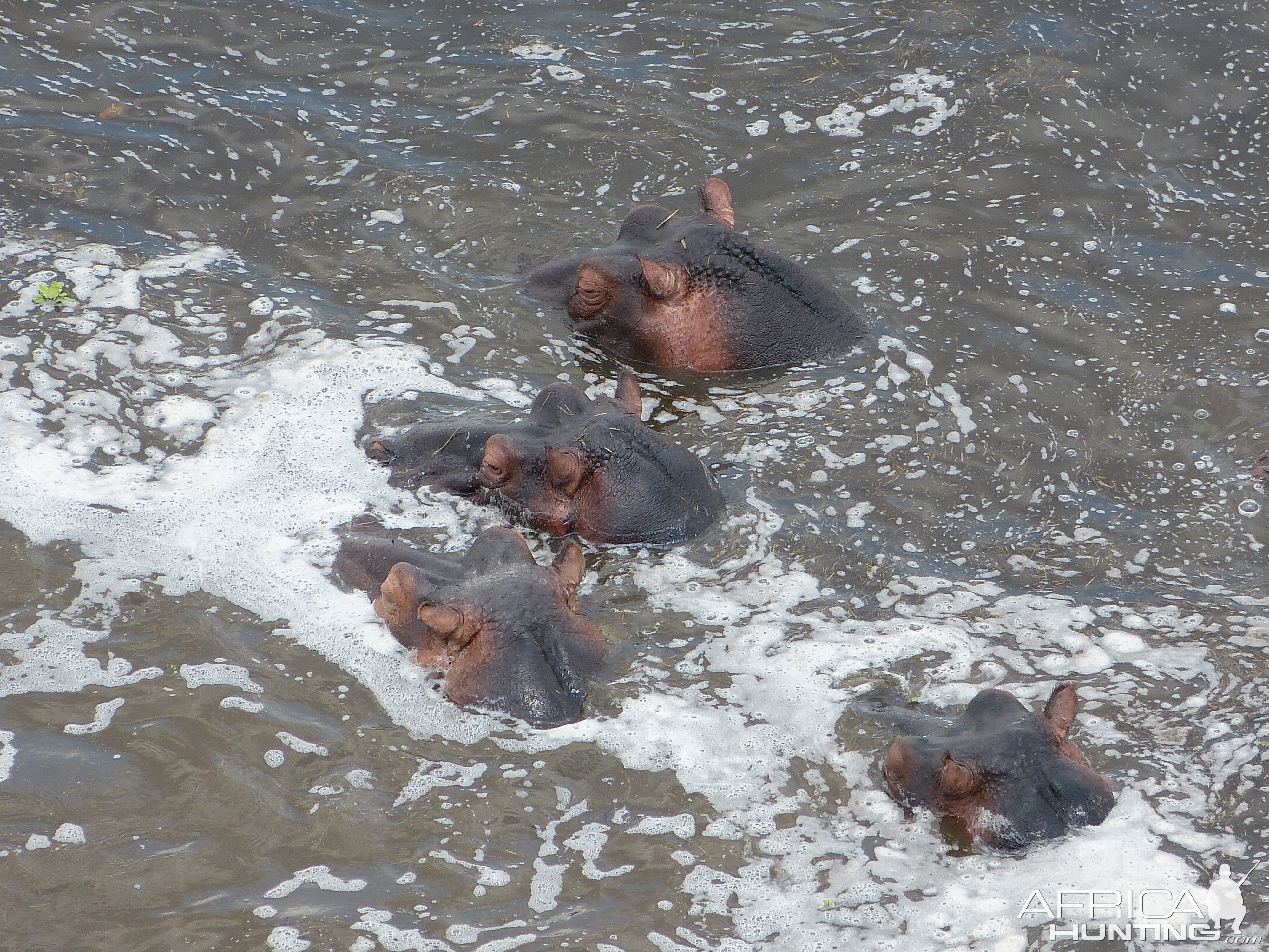 Hippo