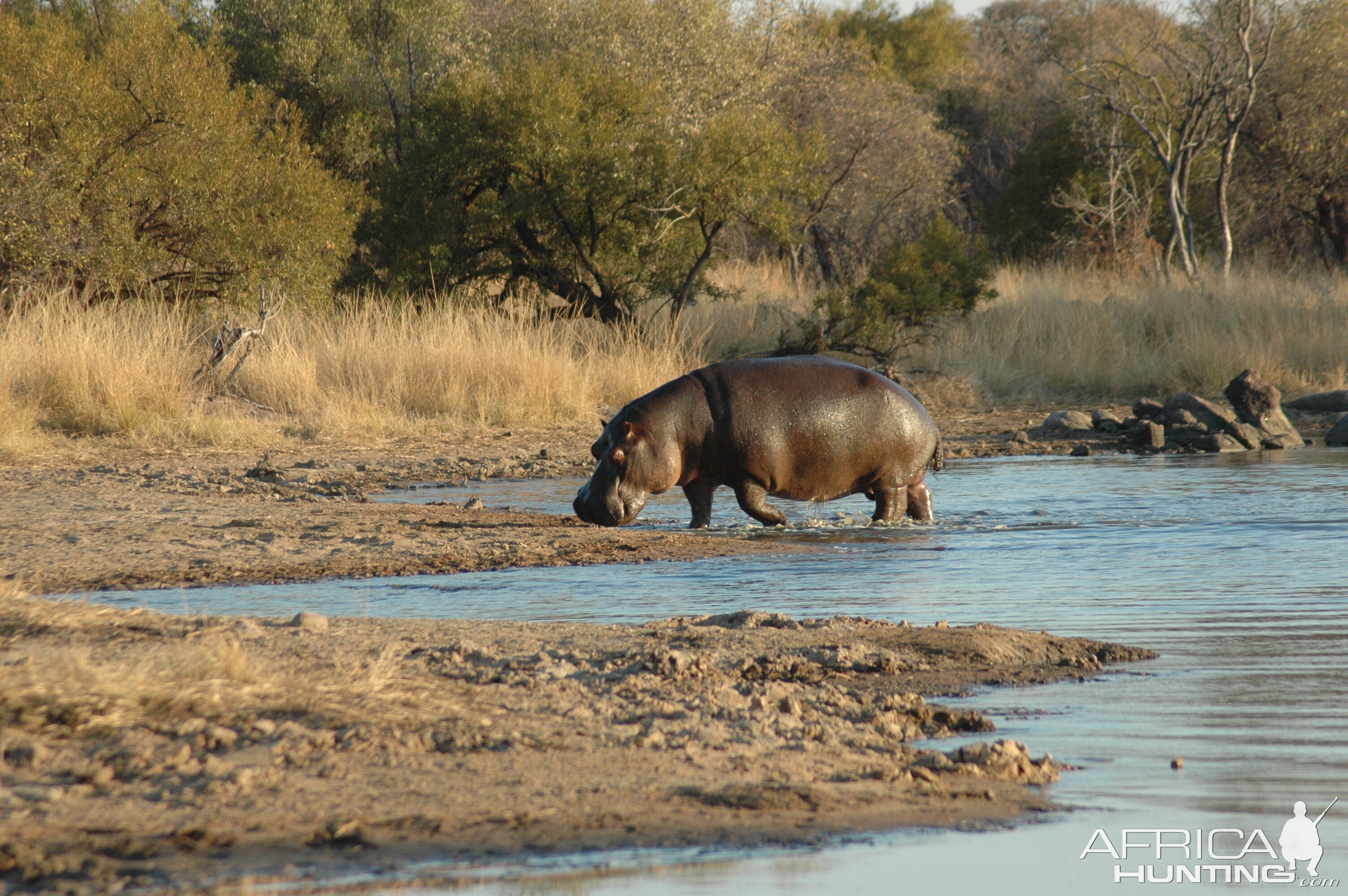 Hippo