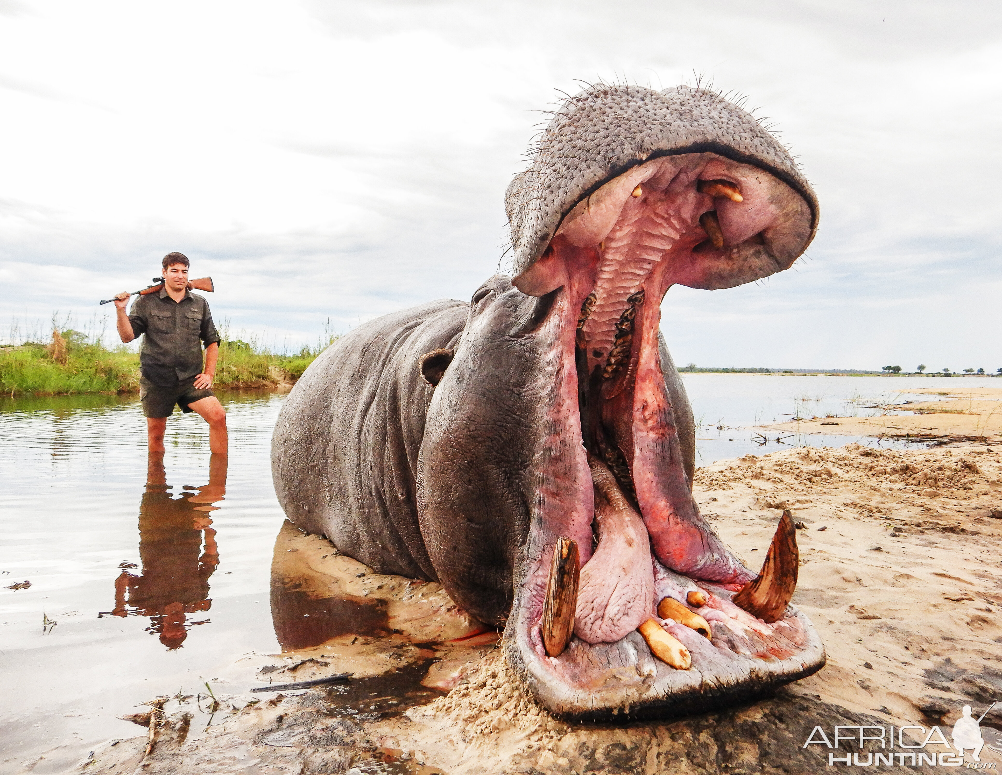 Hippopotamus Hunt Namibia