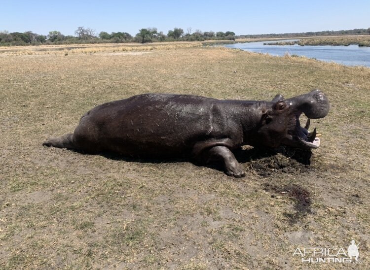 Hippopotamus Hunt Namibia