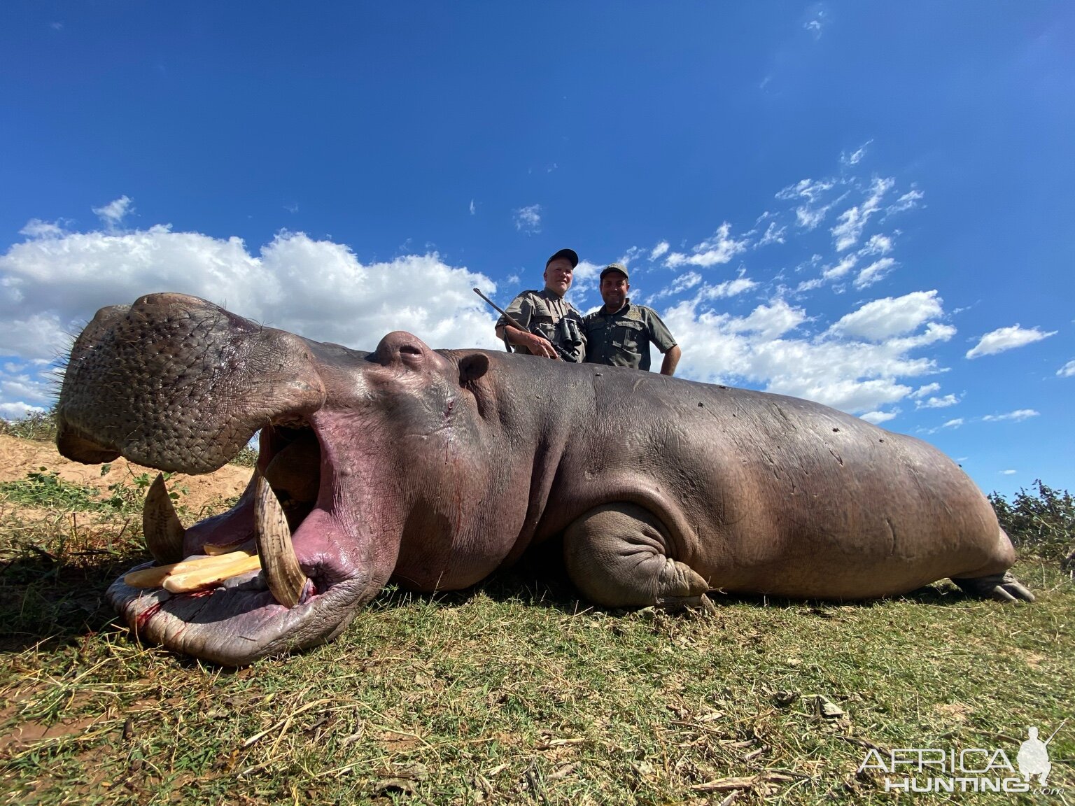 Hippopotamus Hunting Zimbabwe