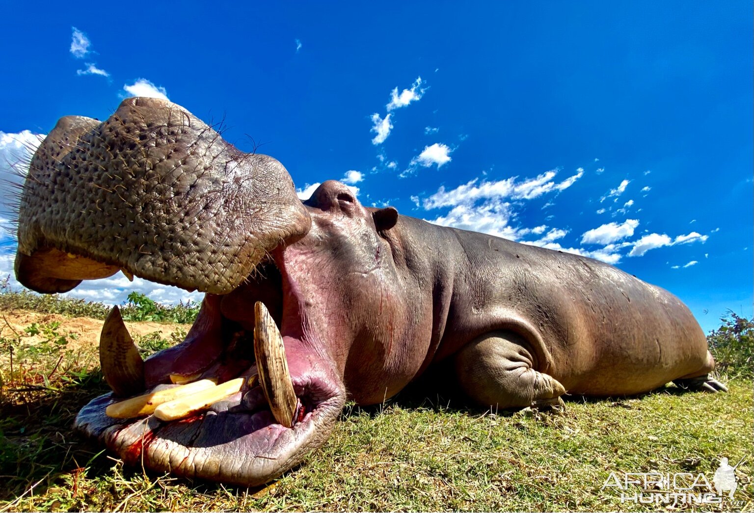 Hippopotamus Hunting Zimbabwe