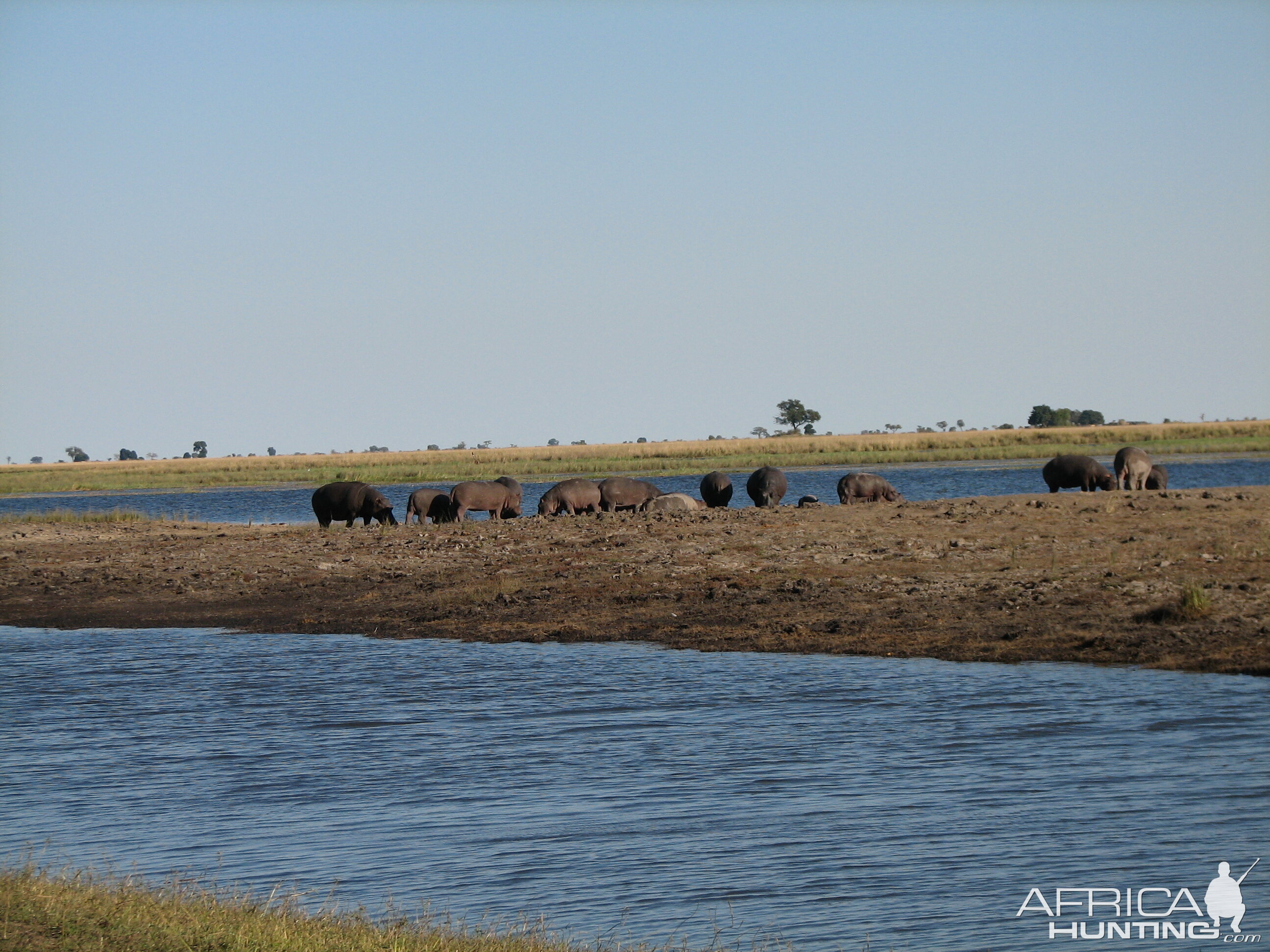 Hippos Chobe