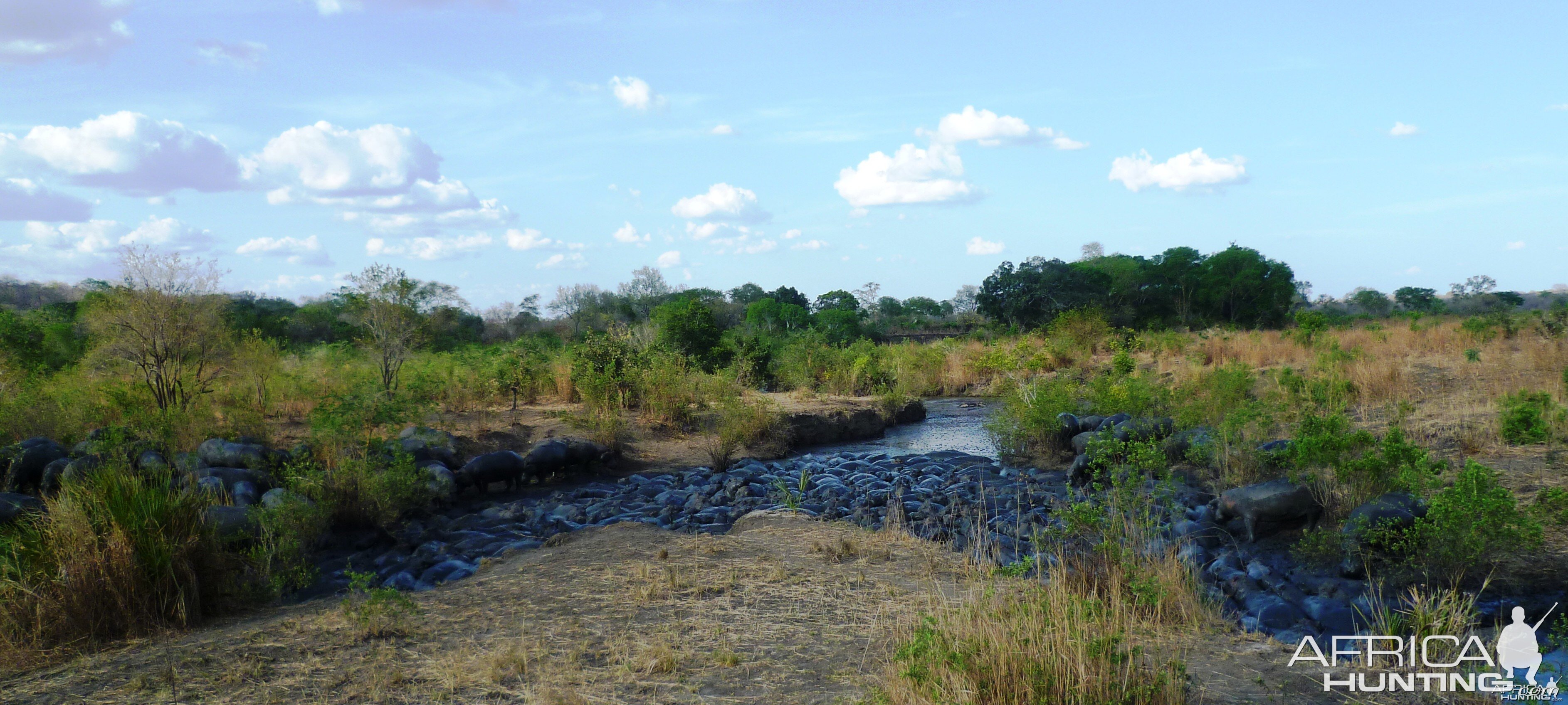 Hippos in Selous.....